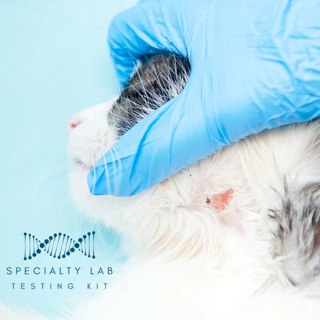 Ringworm PCR Test for Pets: At-Home Testing - Image 6