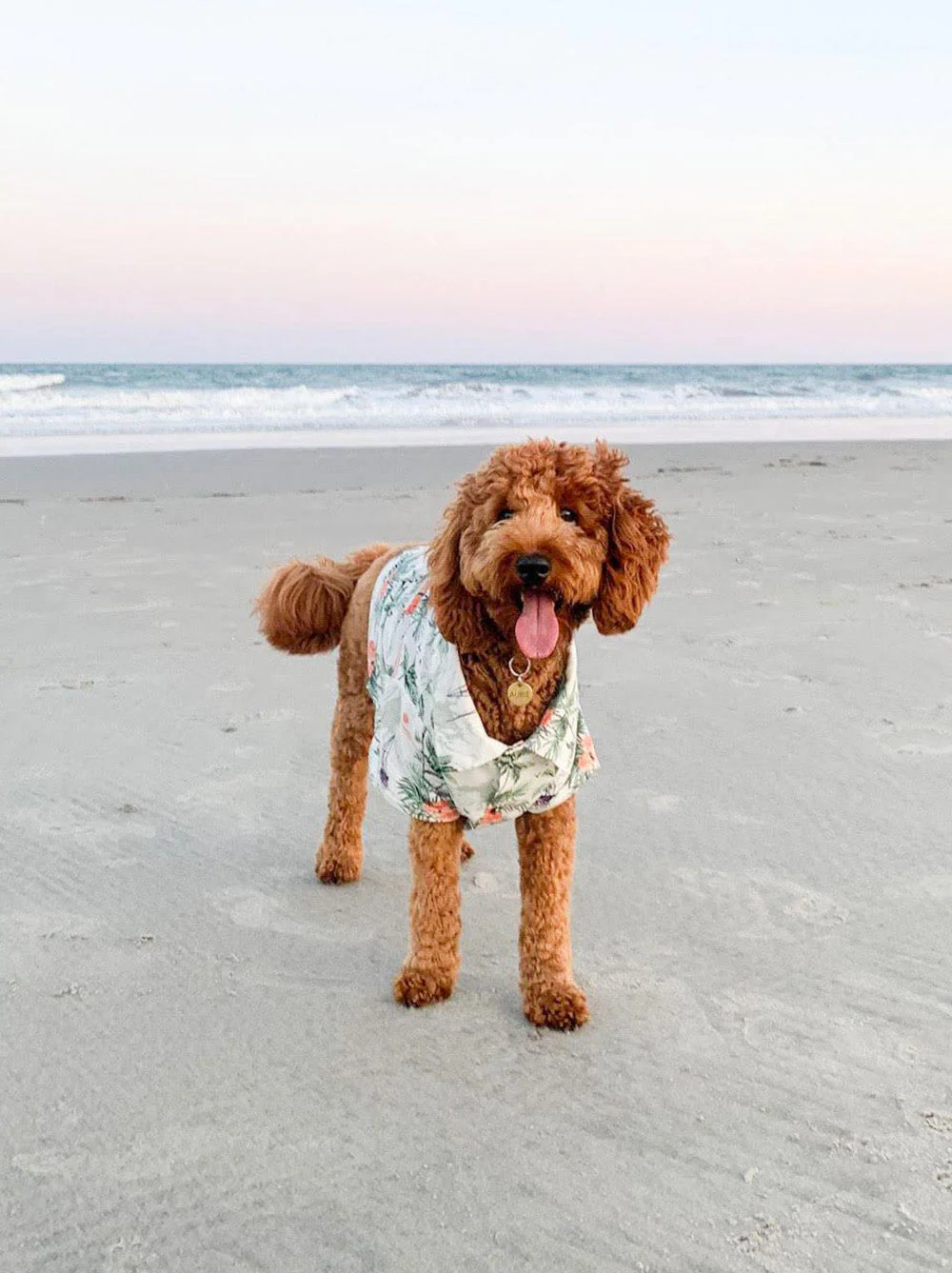 Sail Away BBQ Shirt (Dog & Kid Sizes Only) - Image 2