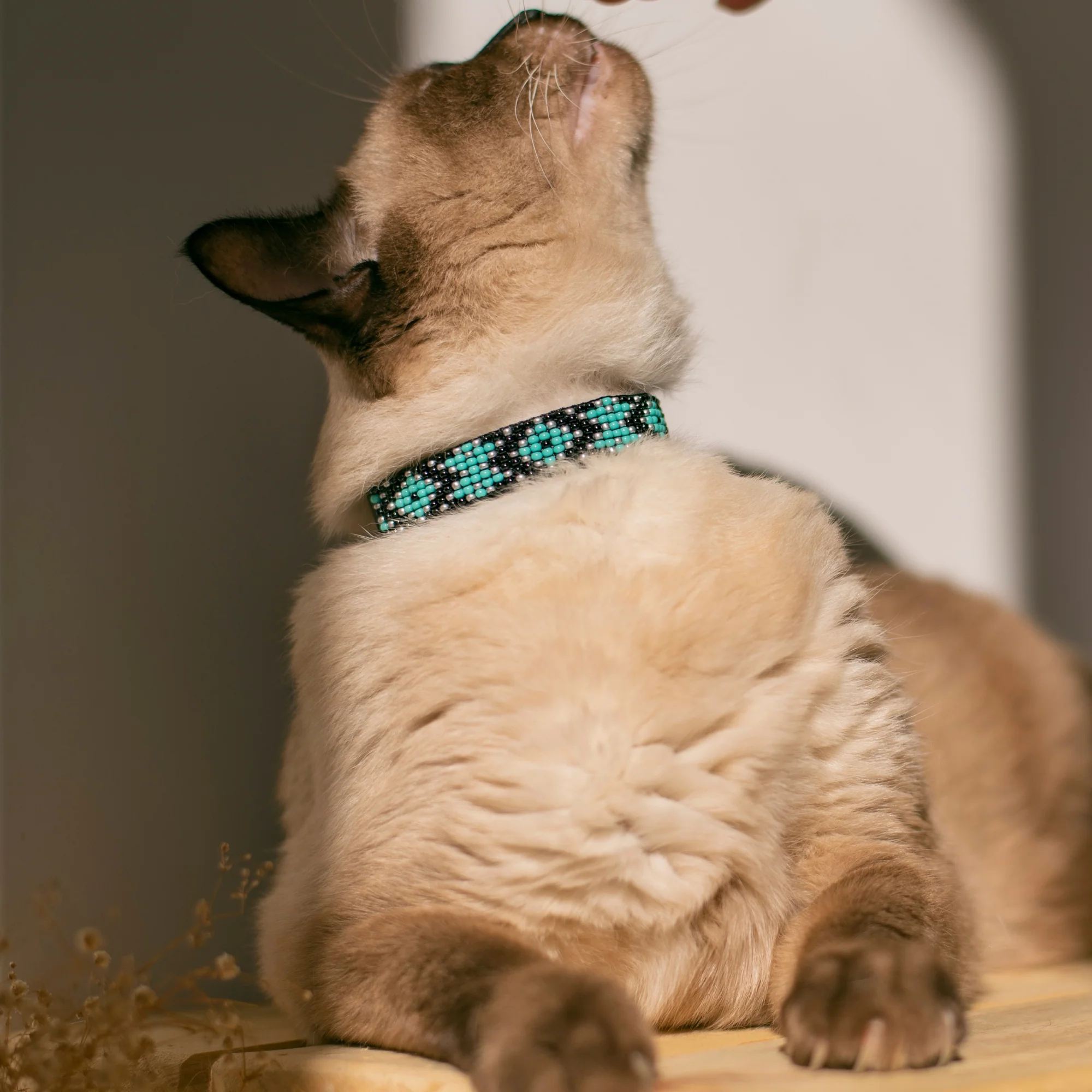 Saint Barth Sambboho cat collar - Image 4