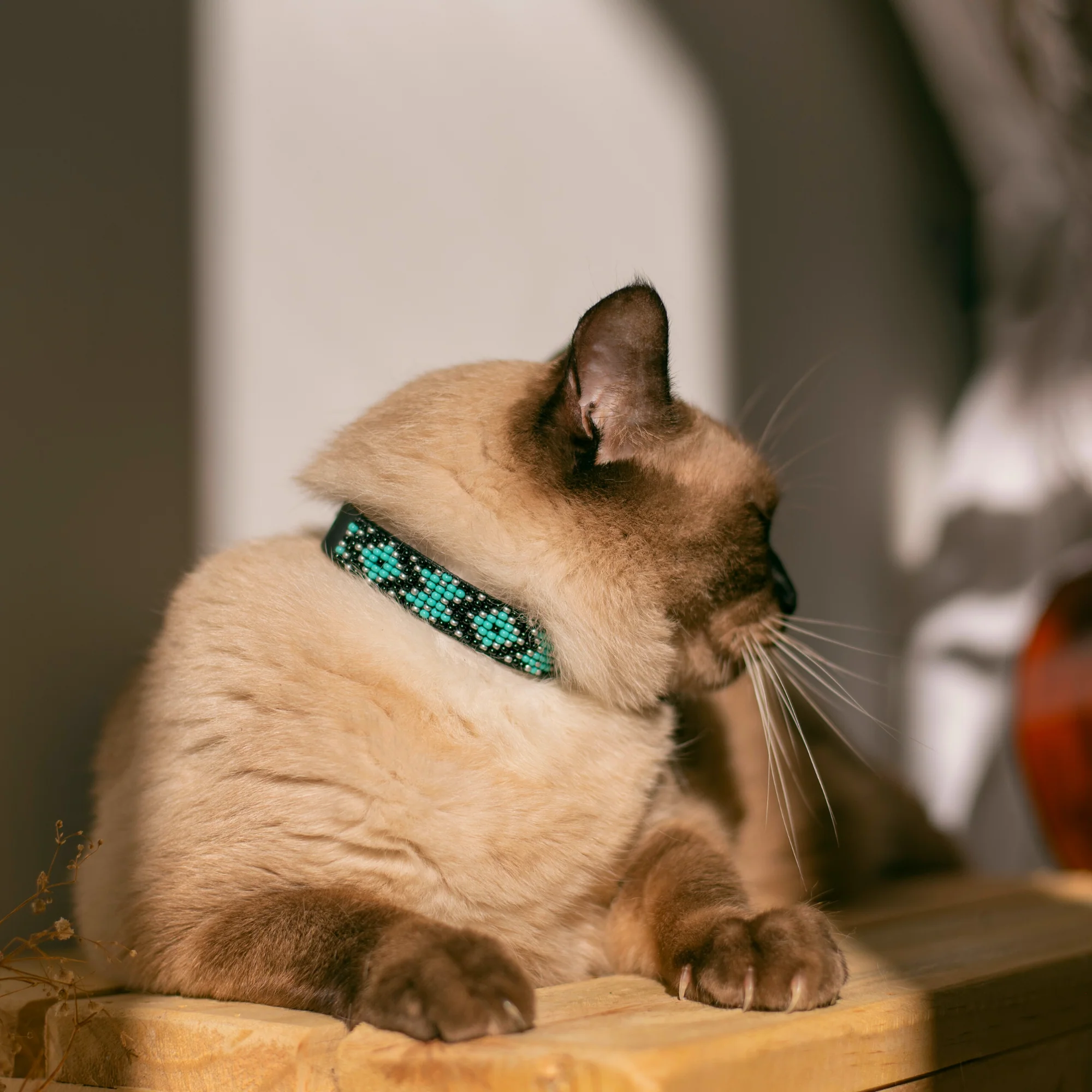 Saint Barth Sambboho cat collar - Image 5