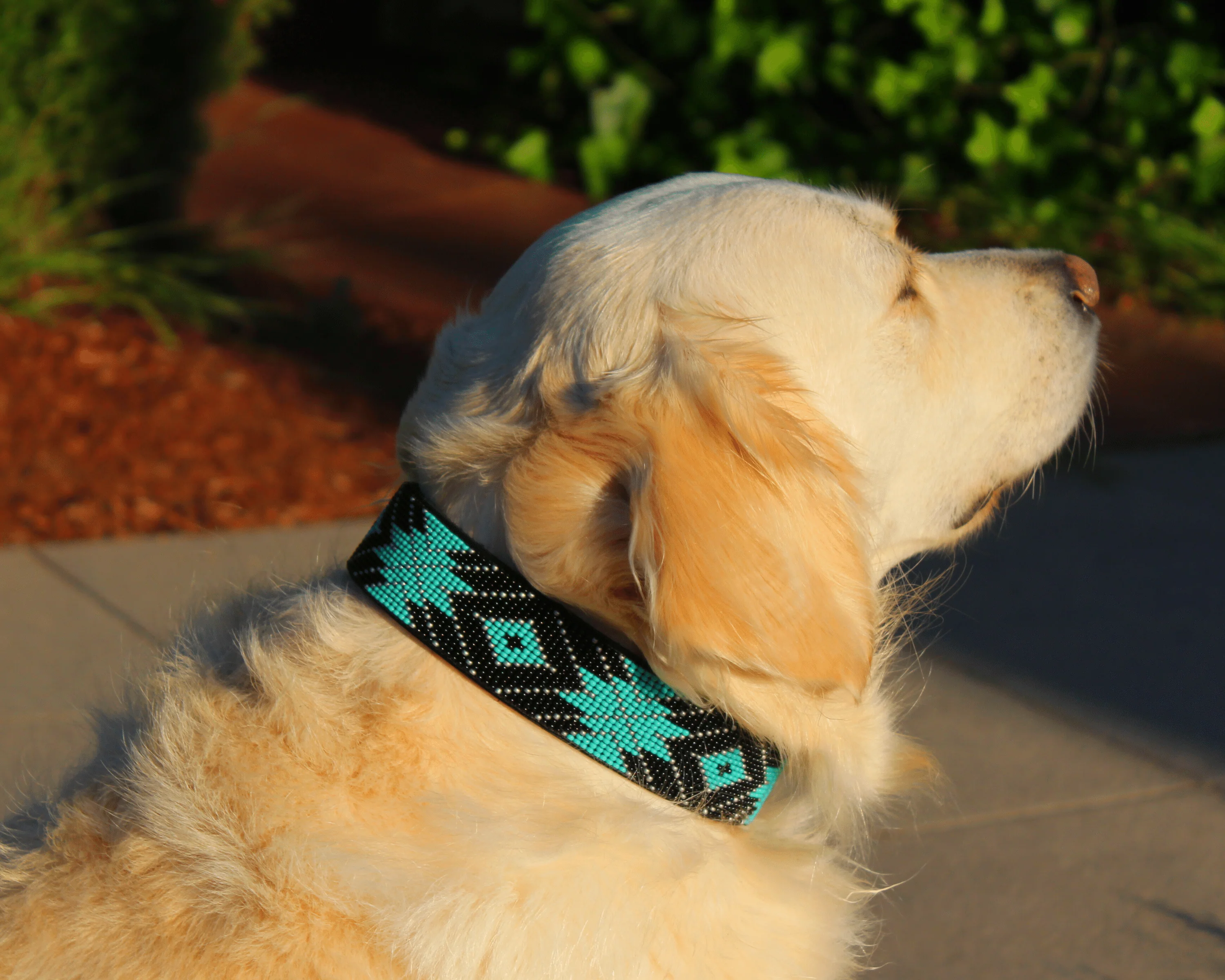Saint Barth Sambboho dog collar (Deluxe Edition) - Image 7