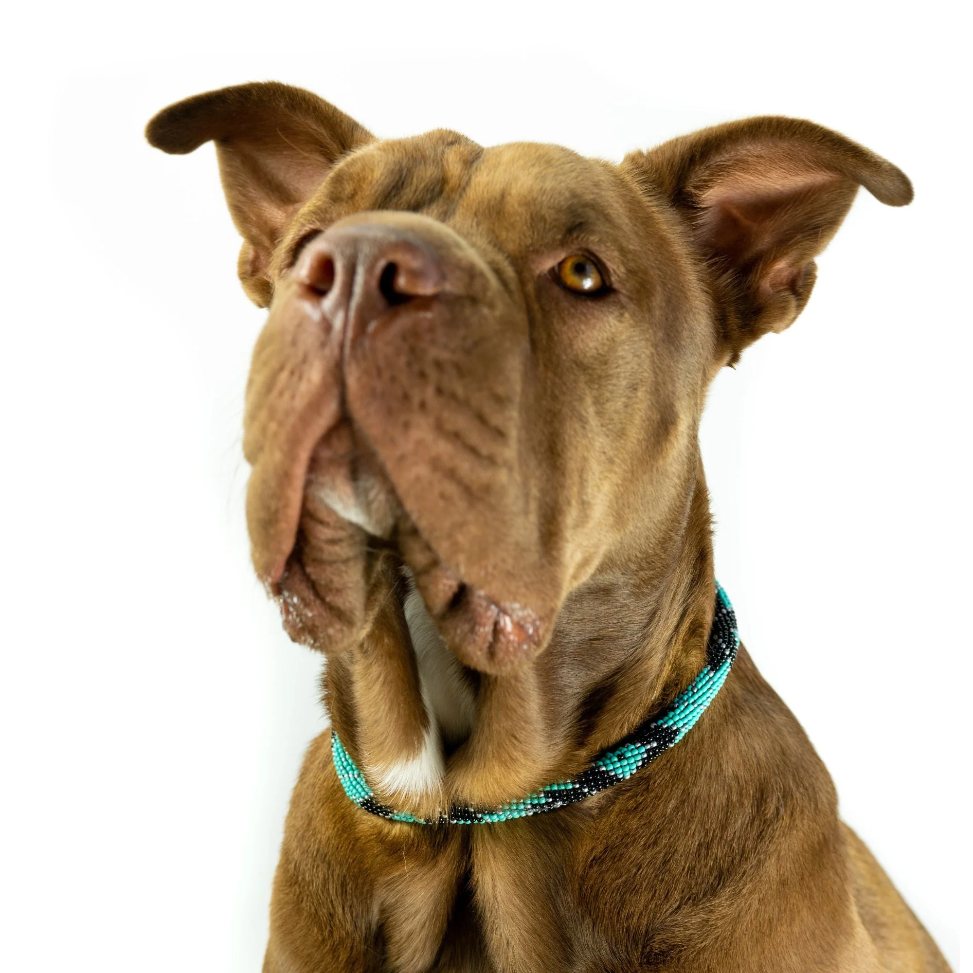 Saint Barth Sambboho dog collar (rolled) - Image 3