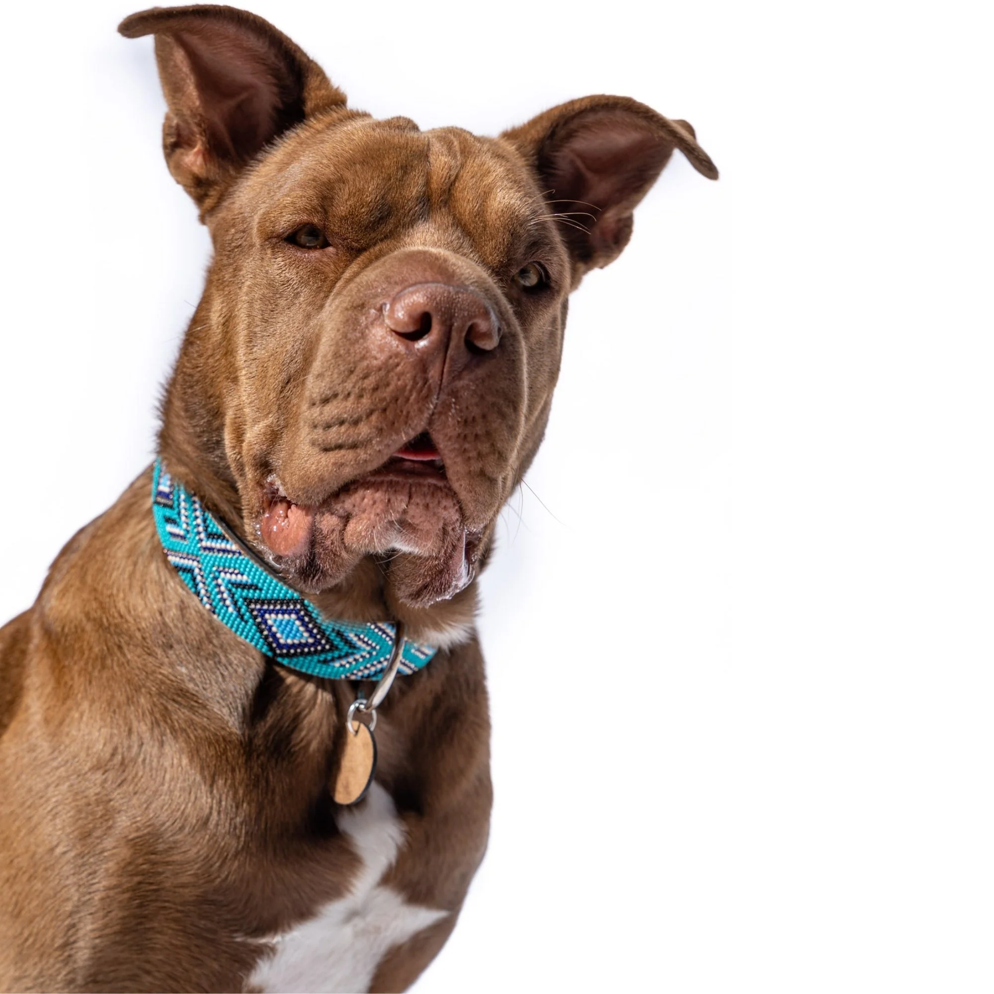 Saint Tropez Sambboho dog collar (with center D-ring) - Image 5
