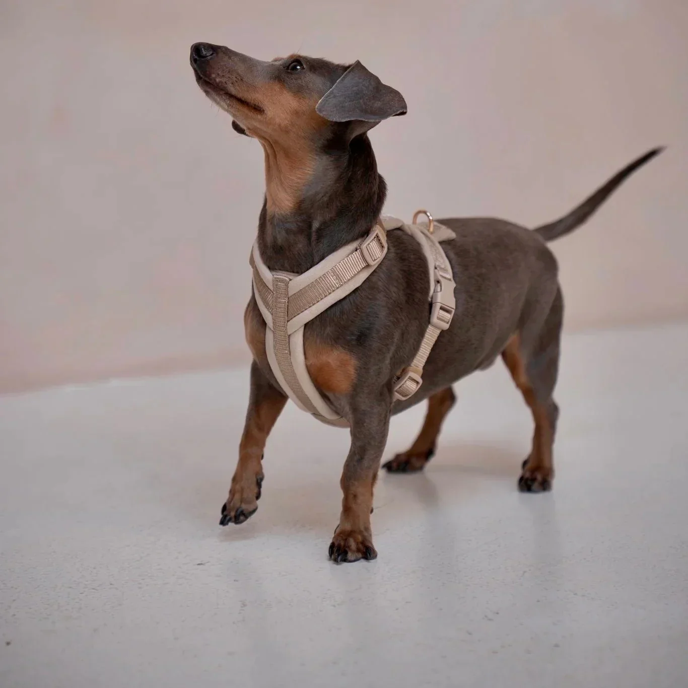 Sand - Velvet Dog Harness - Image 3