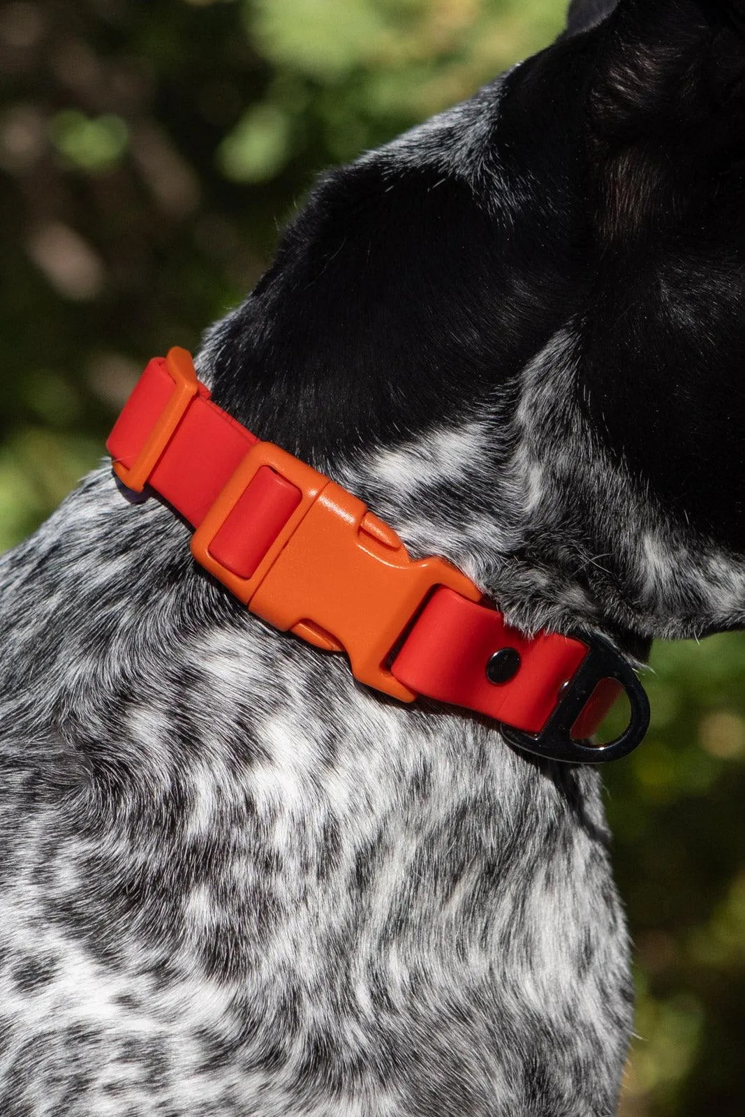 Scarlet Peaks Waterproof Dog Collar - Image 6