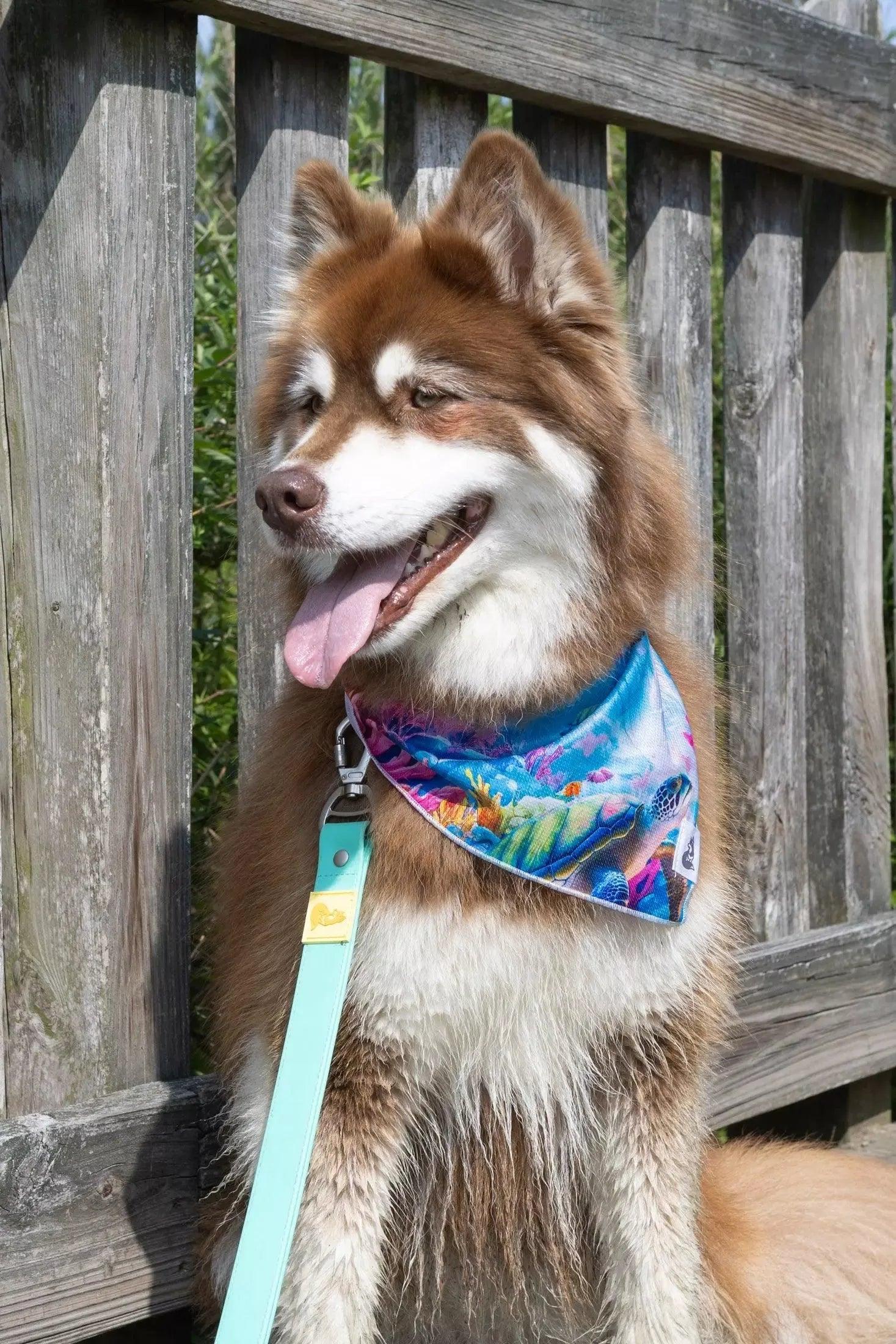 Sea Turtle Swim Dog Bandana - Image 2