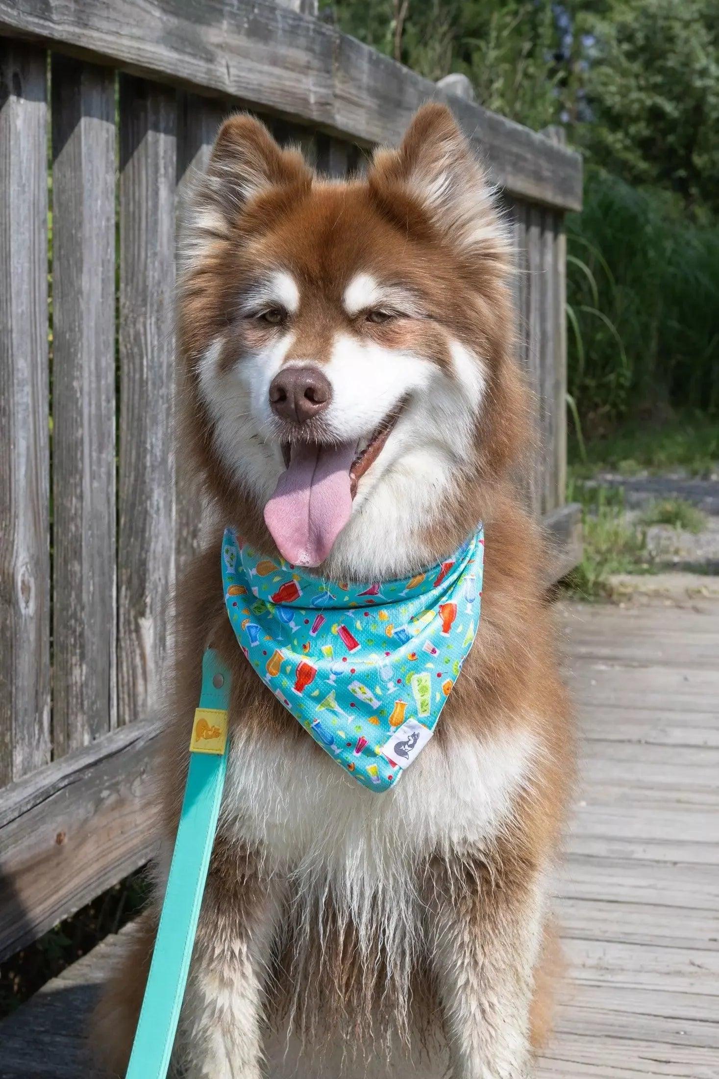Seaside Sips Dog Bandana - Image 2