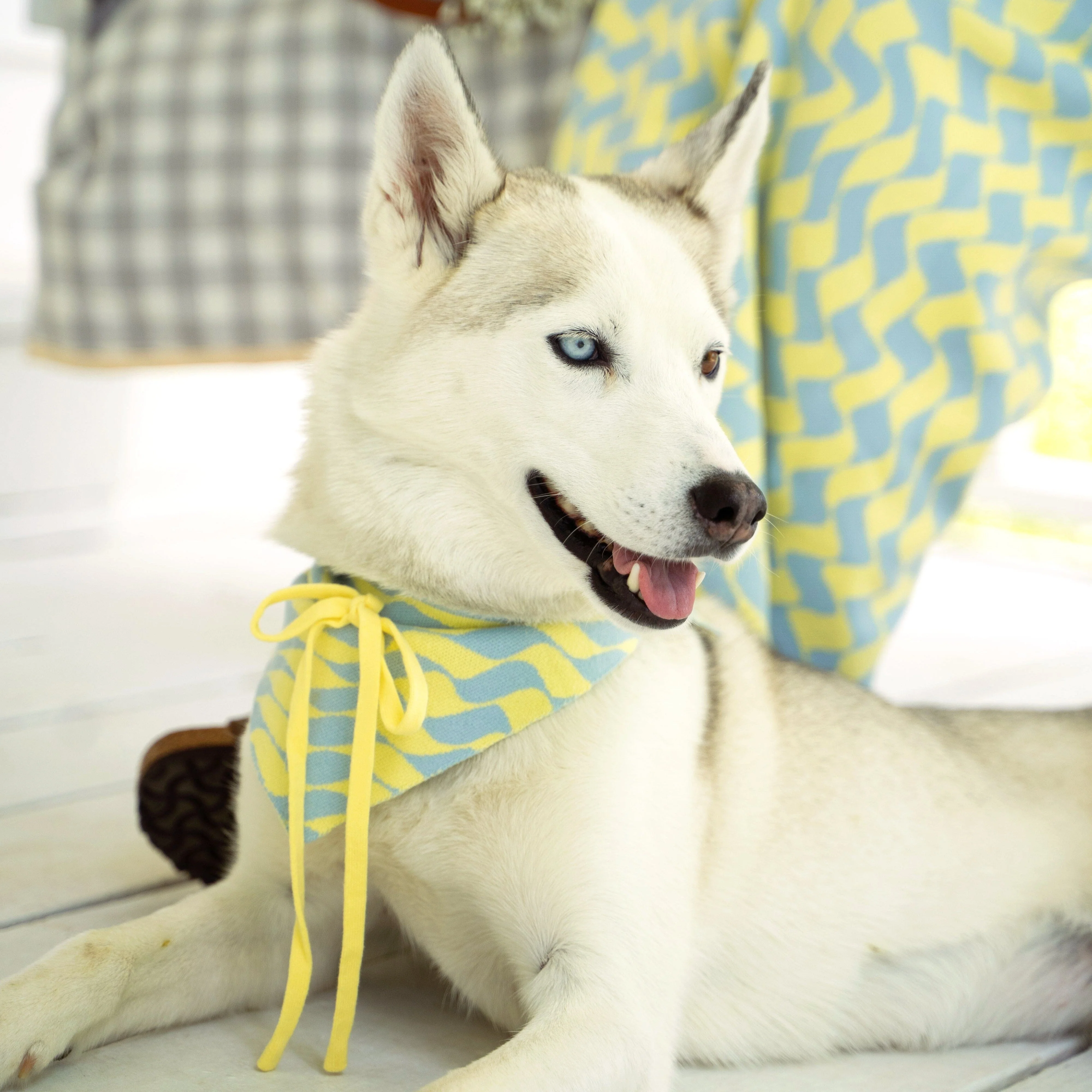 Seaside Swirl Cotton Knitted Dog Bandana - Image 5