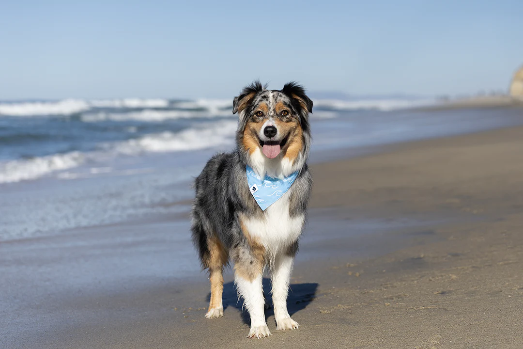 Shores Dog Bandana - Image 3