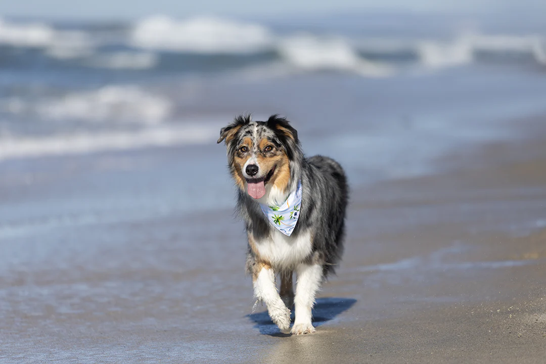 Shores Dog Bandana - Image 4
