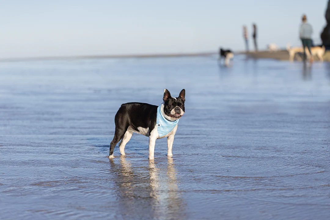 Shores Dog Bandana - Image 5