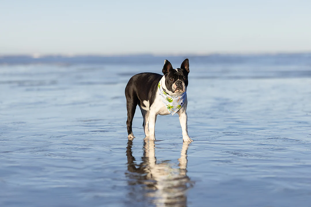 Shores Dog Bandana - Image 6