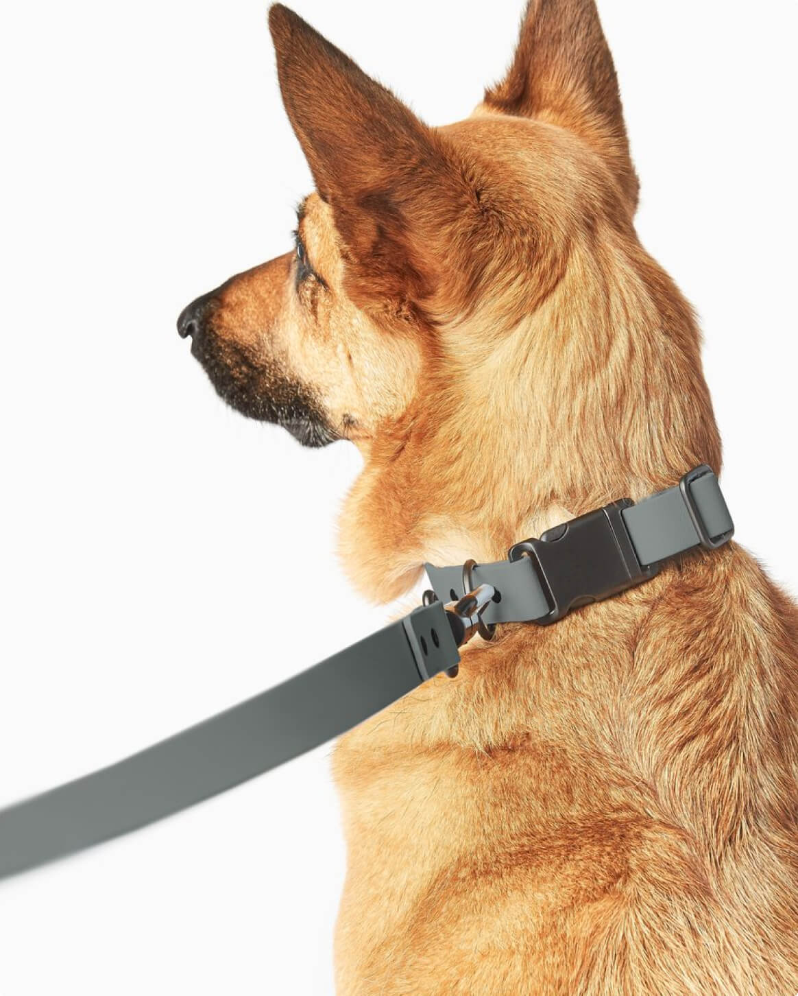 Signature Collar - Image 15