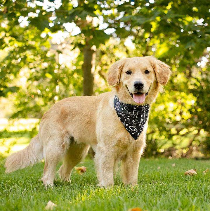 Skeleton Dog Bandana - Image 3