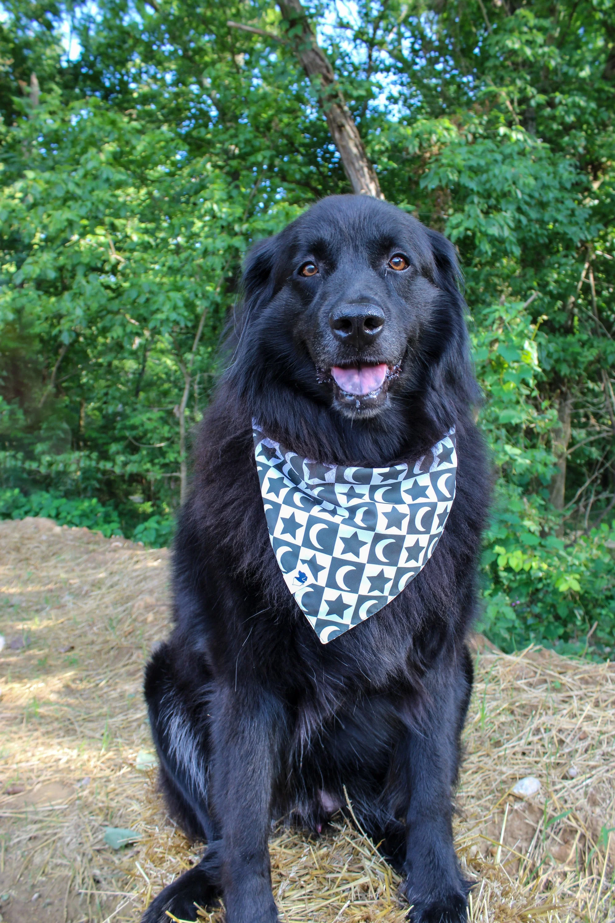 Skeleton Dog Bandana - Image 4