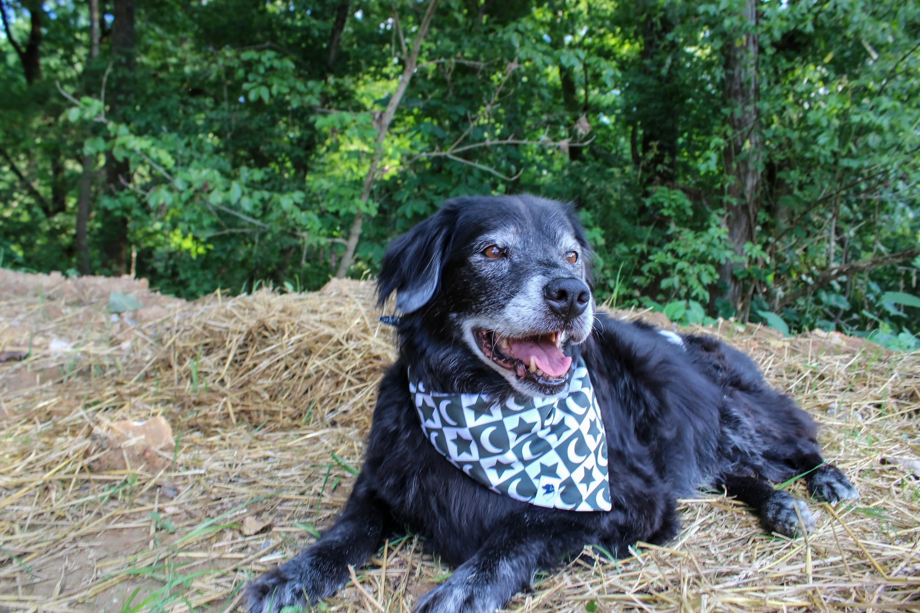 Skeleton Dog Bandana - Image 5