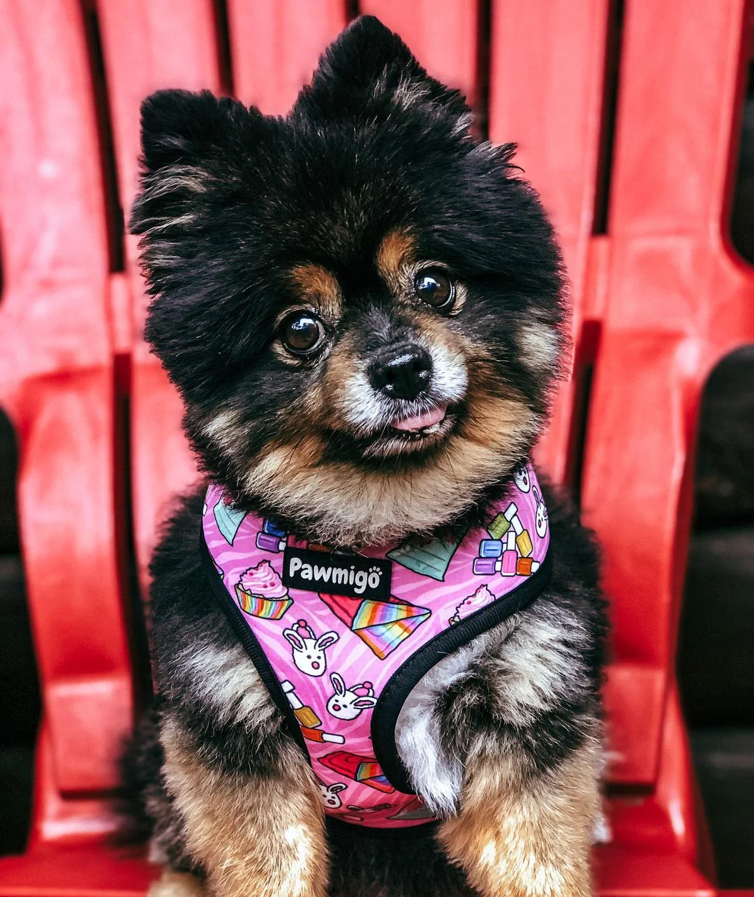 Slumber Pawty Reversible Harness - Image 2