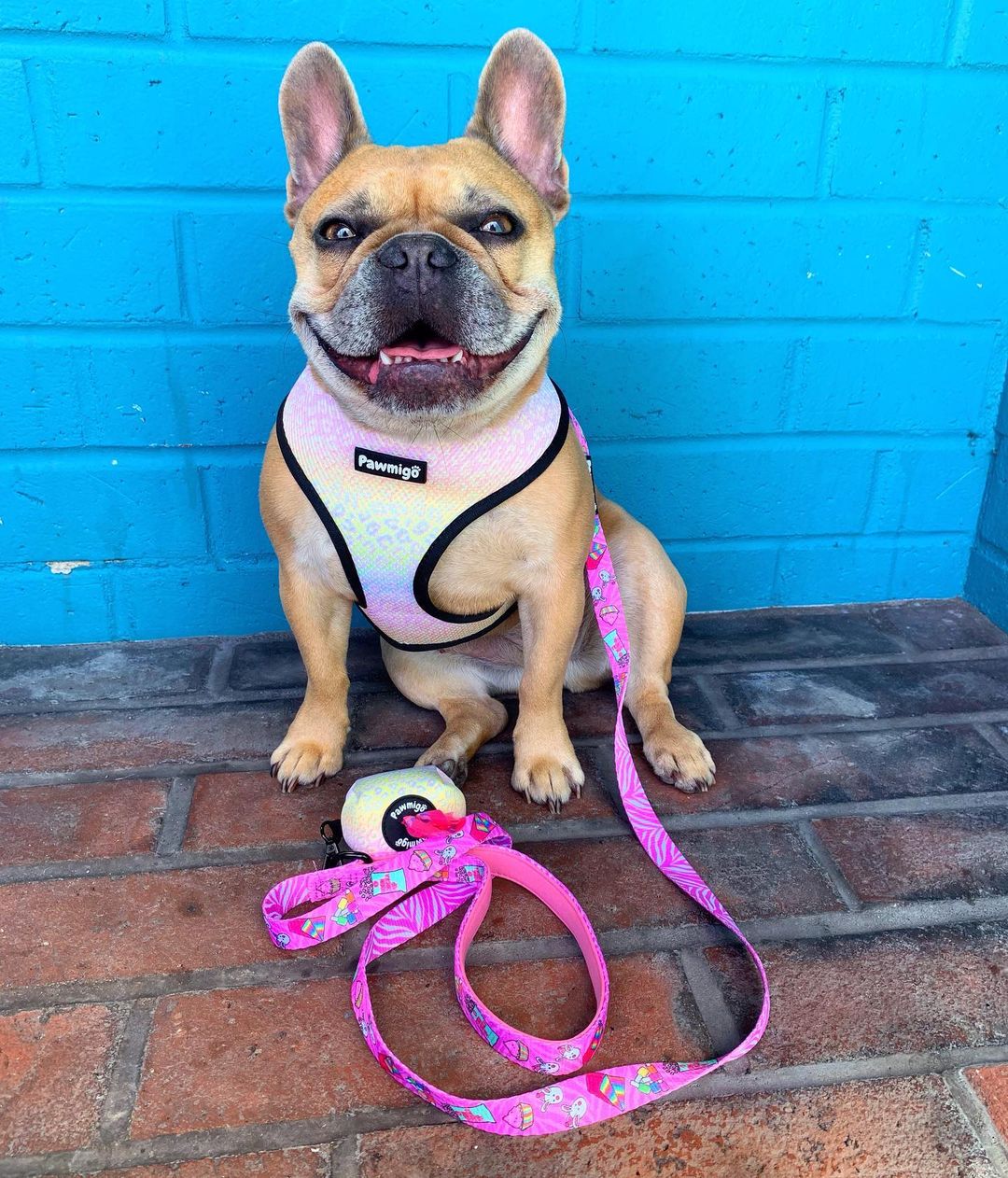 Slumber Pawty Reversible Harness - Image 5