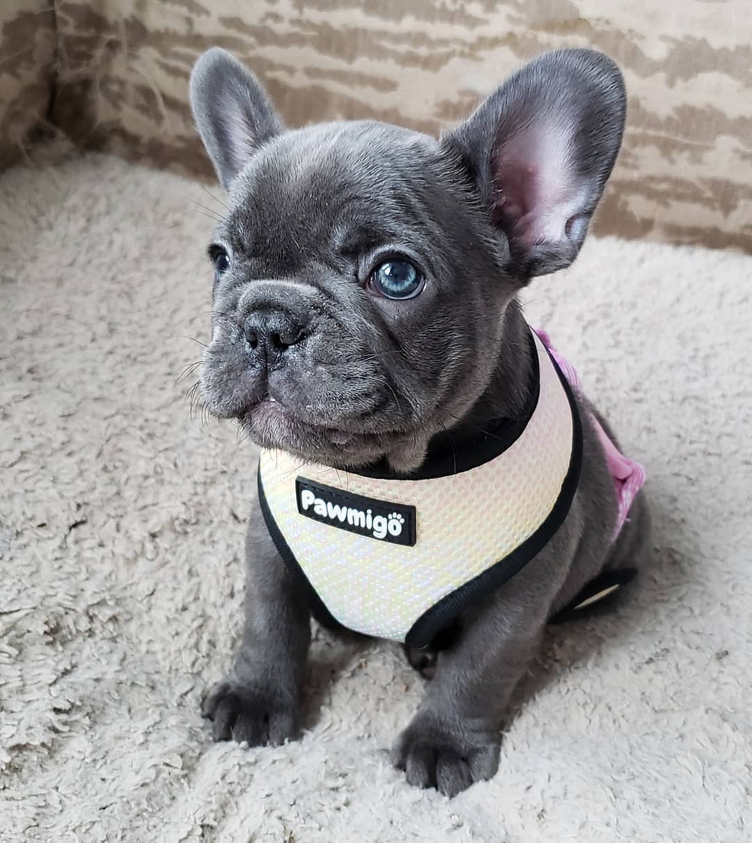 Slumber Pawty Reversible Harness - Image 7