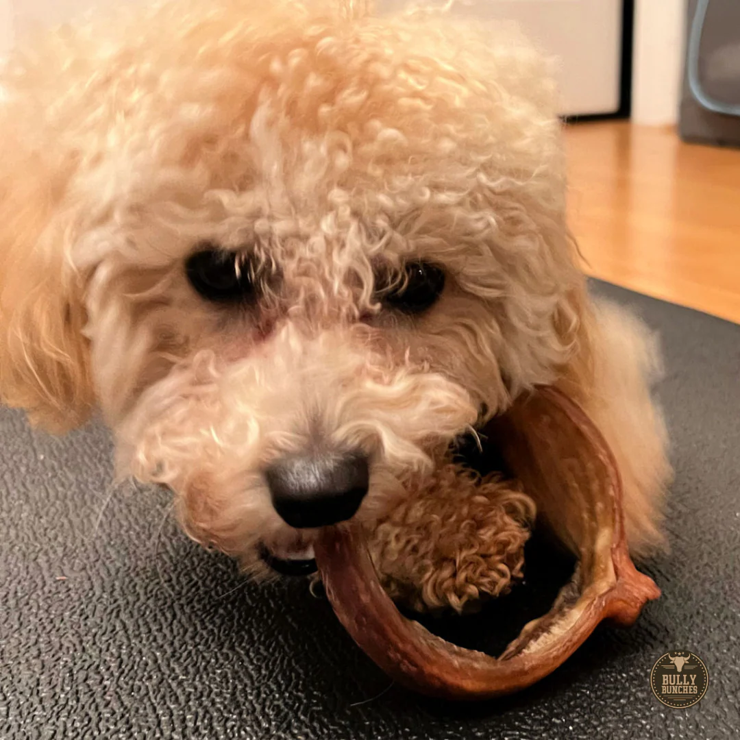 Small Bully Stick Ring - Image 5