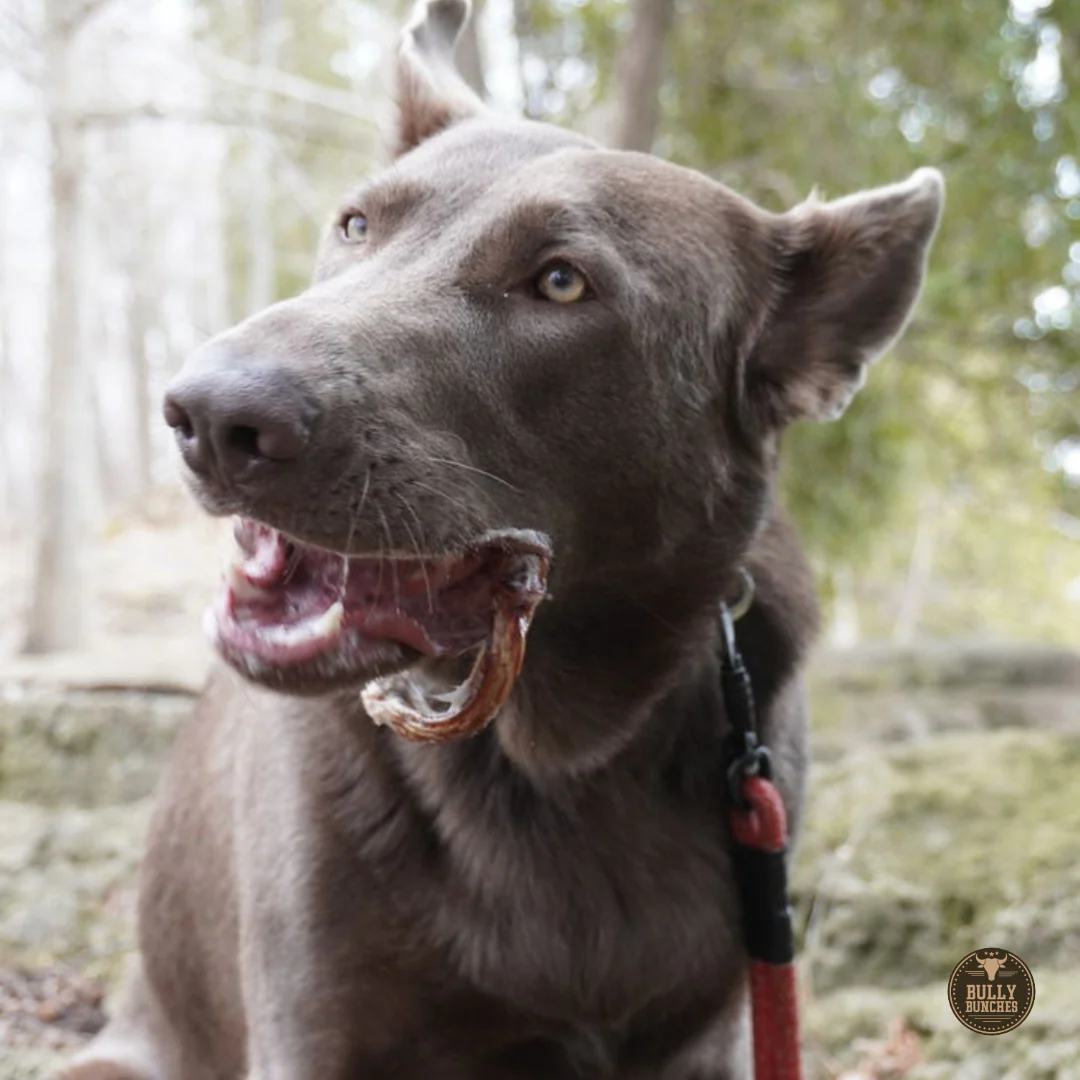 Small Bully Stick Ring - Image 9