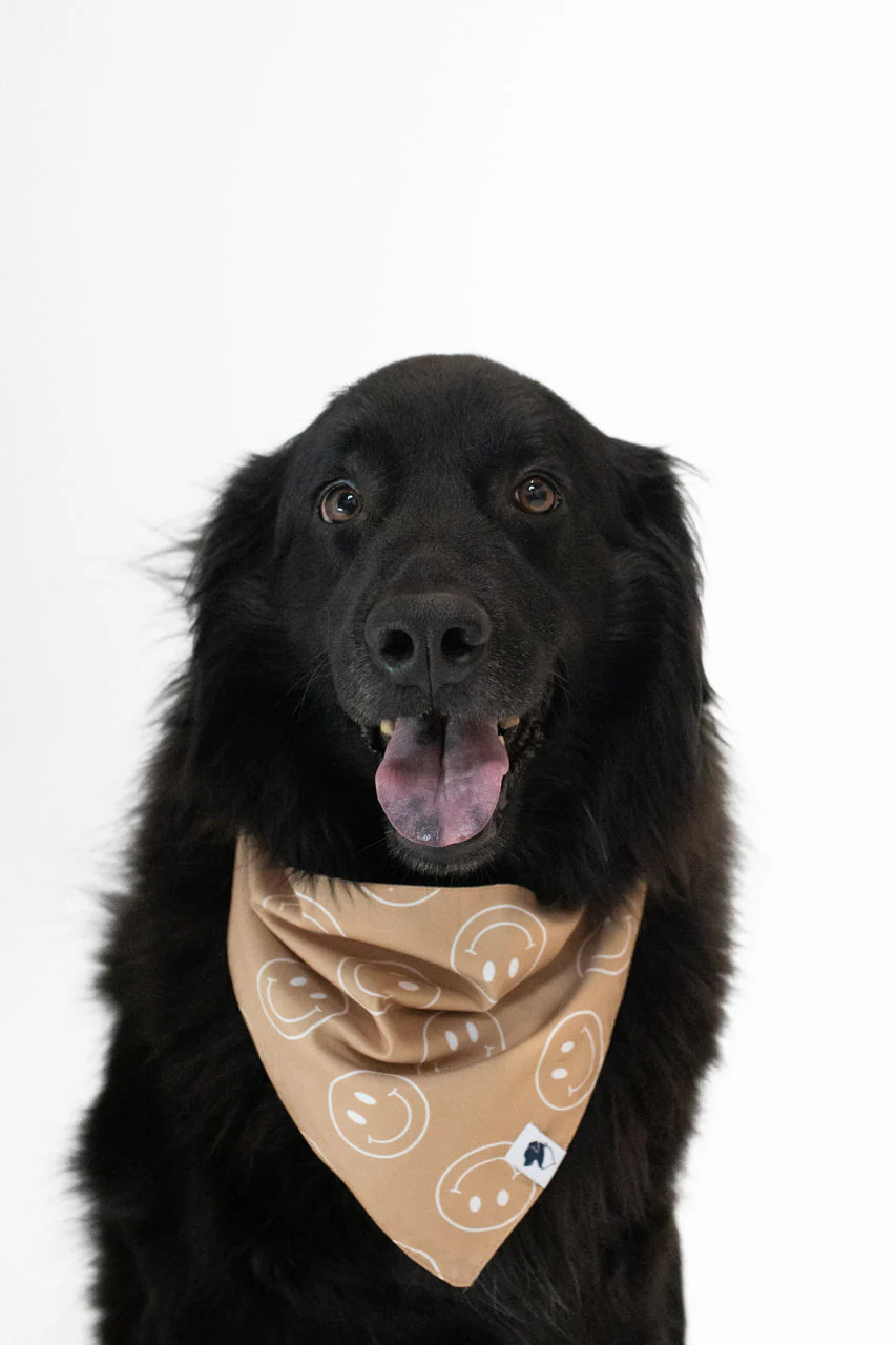 Smiles Dog Bandana - Image 3