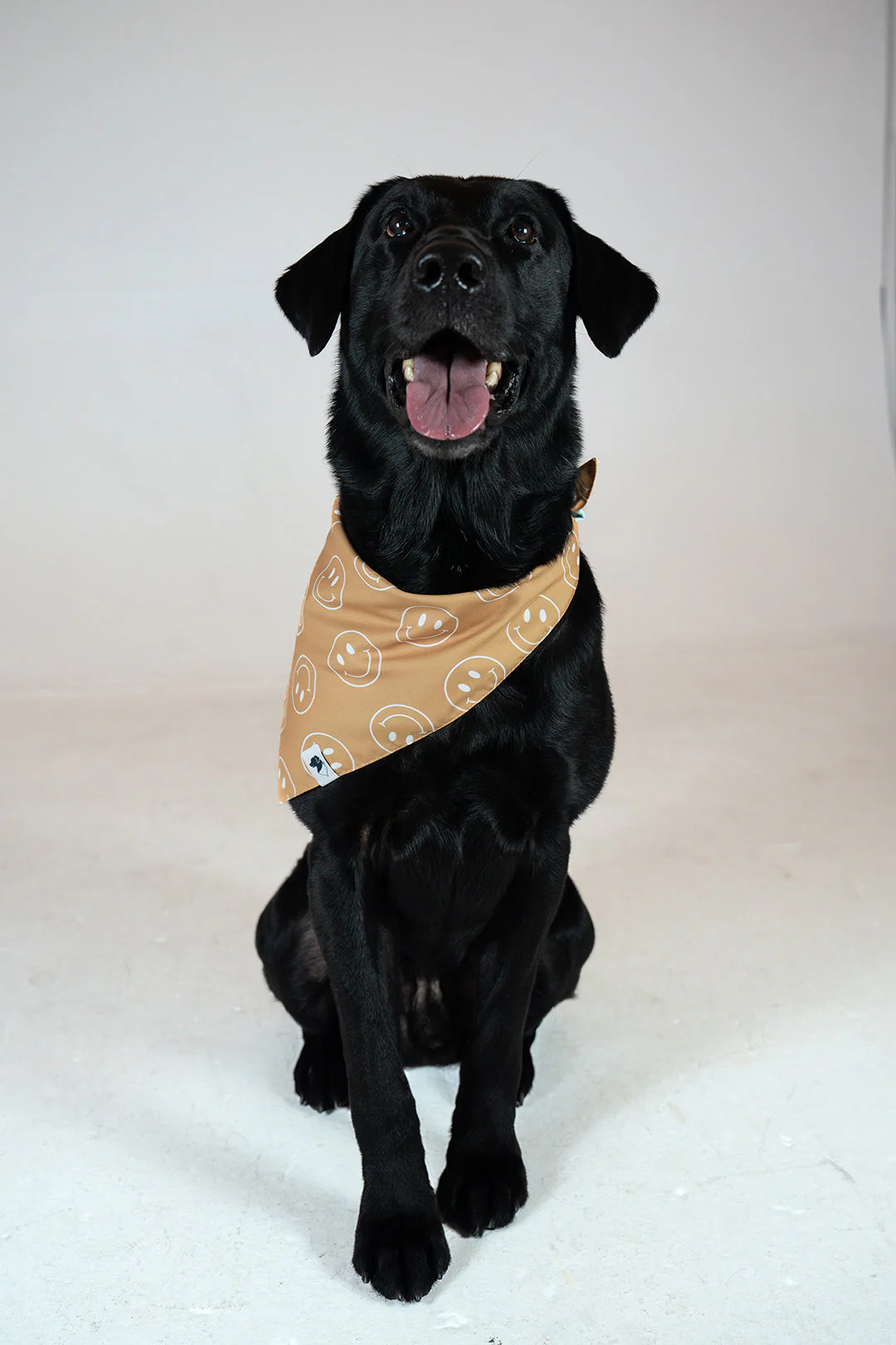 Smiles Dog Bandana - Image 4