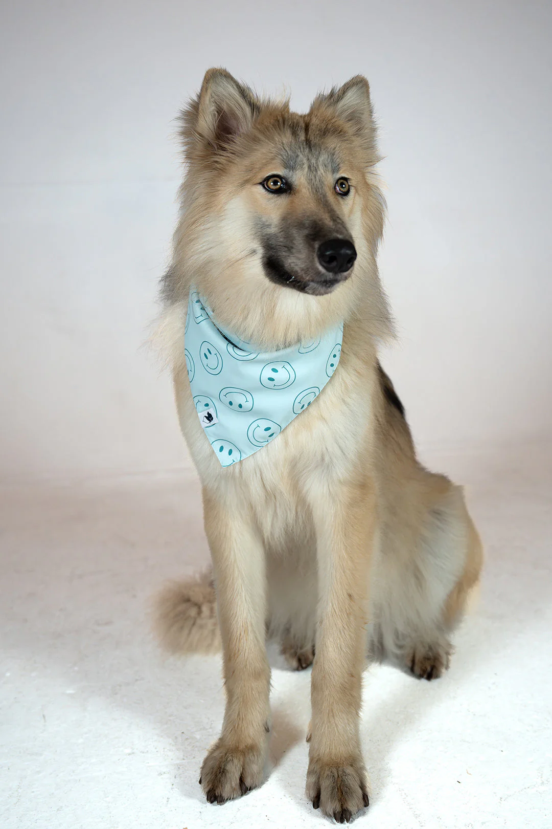 Smiles Dog Bandana - Image 5