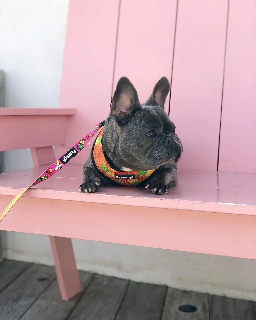 Snack Shack Leash Kit - Image 2