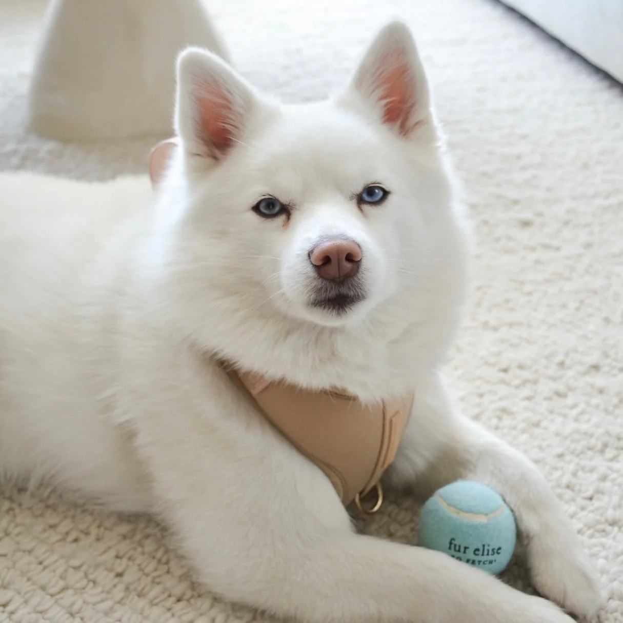 So Fetch! Tennis Ball - Cloud - Image 6