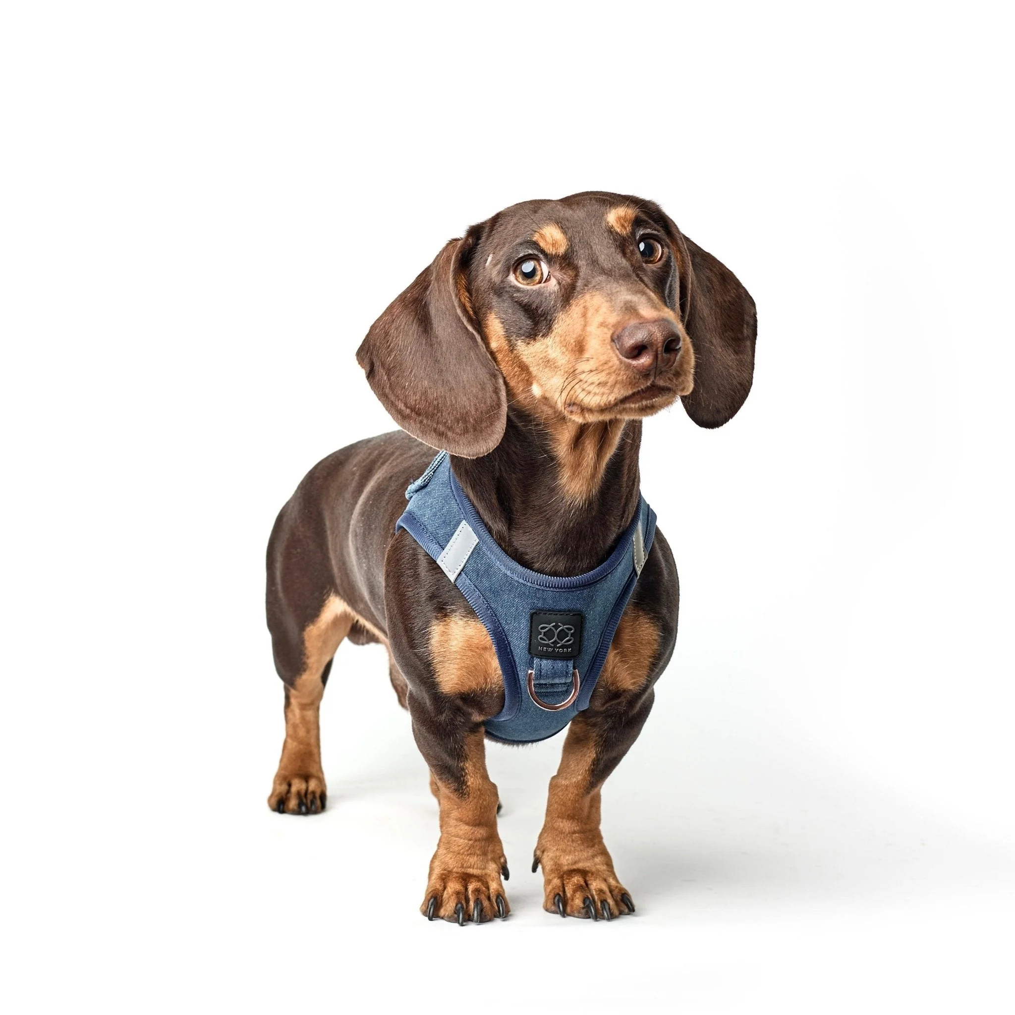 SoHo Dog Harness - Denim - Image 3