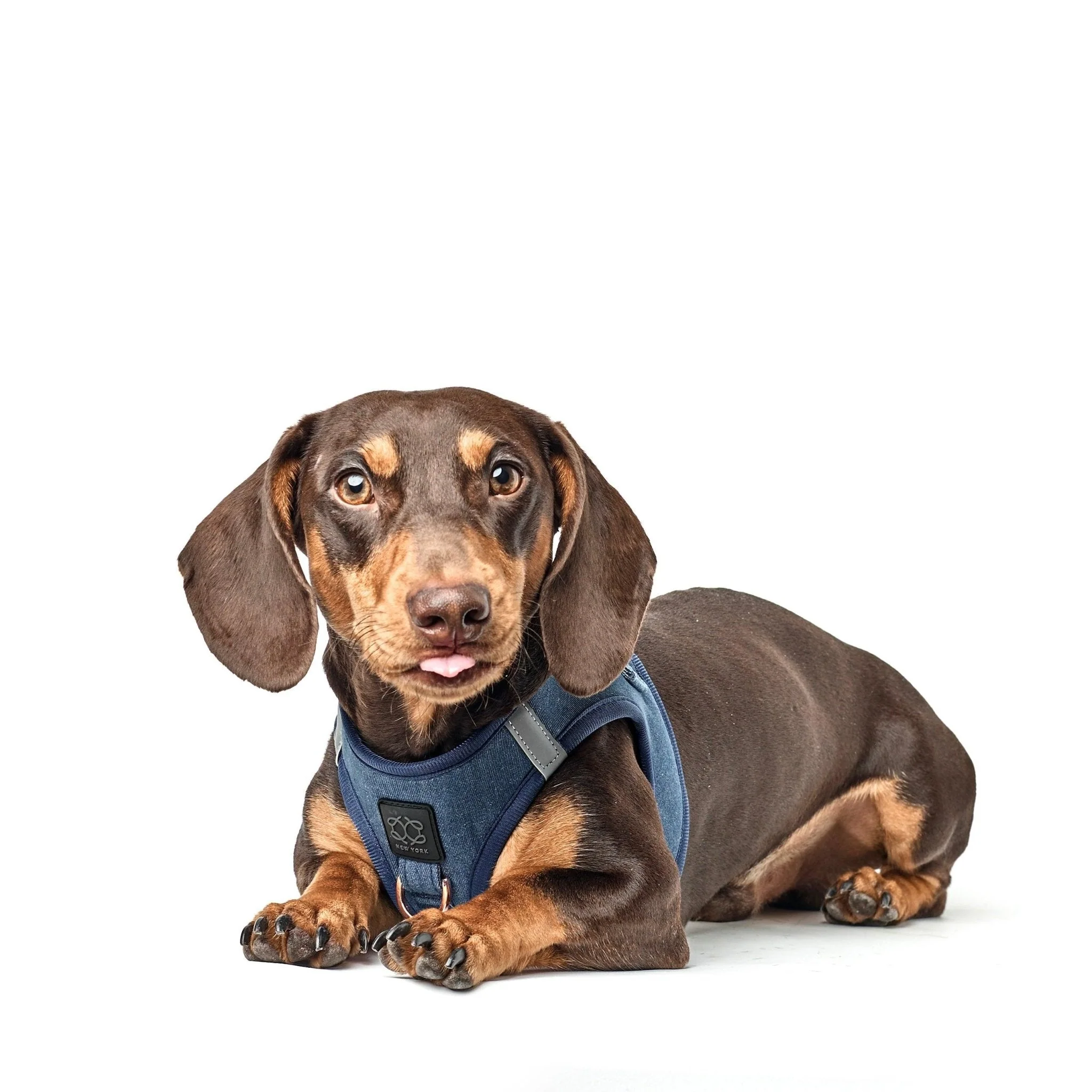 SoHo Dog Harness - Denim - Image 6