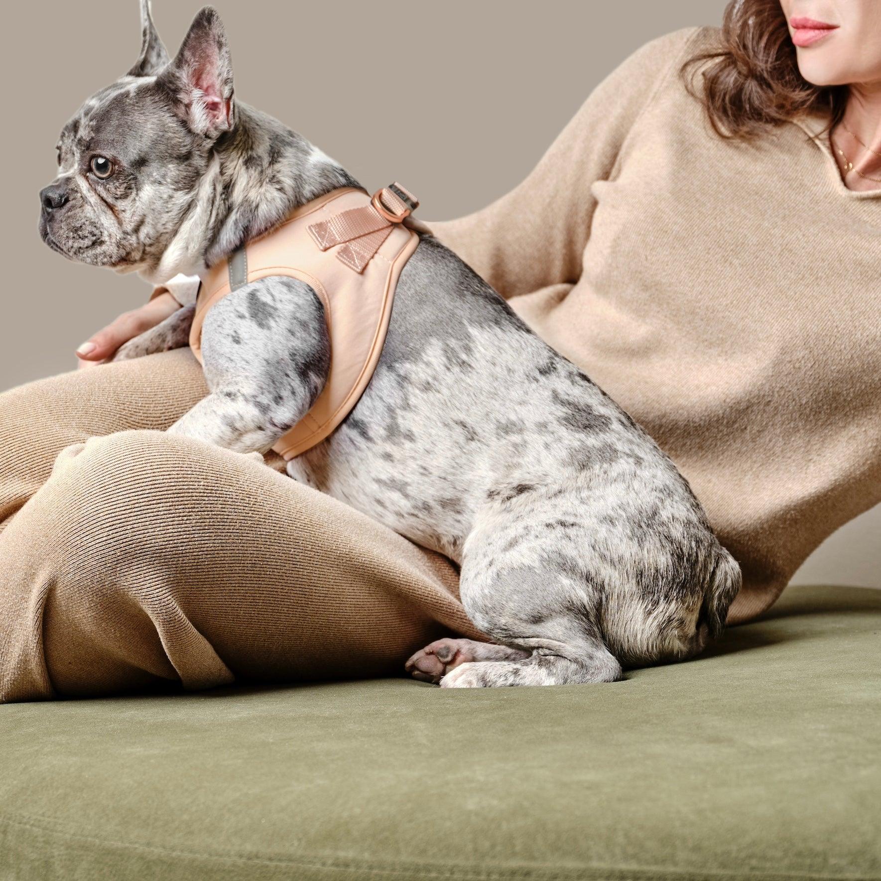SoHo Dog Harness - Dune - Image 6