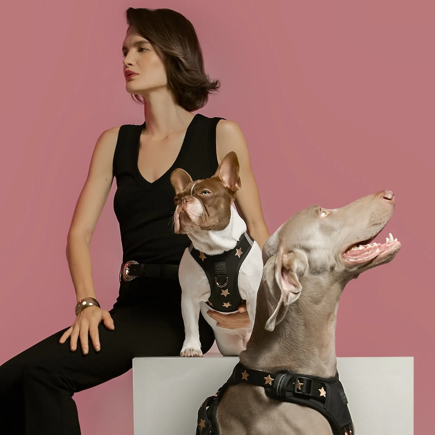SoHo Dog Harness - Rockstar - Image 7