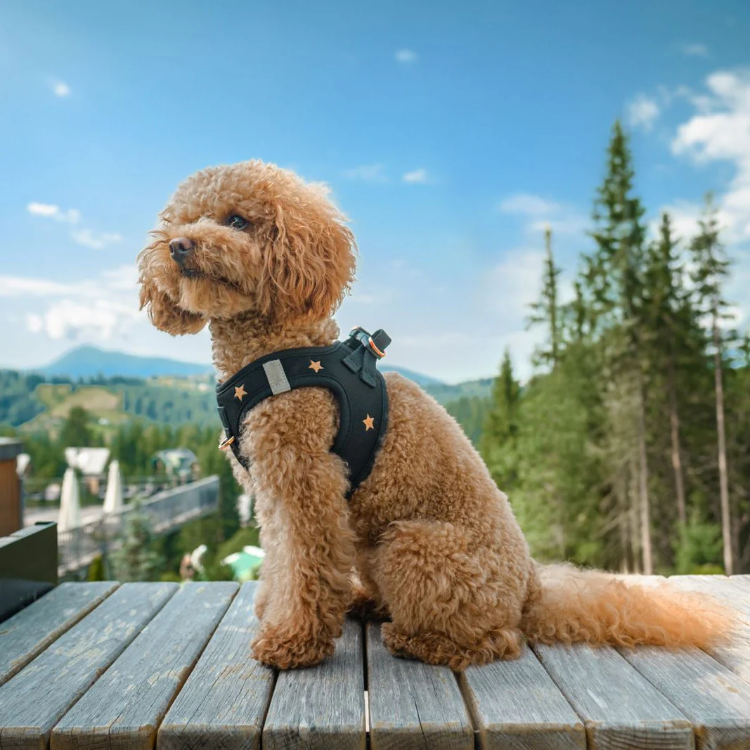 SoHo Dog Harness - Rockstar - Image 8