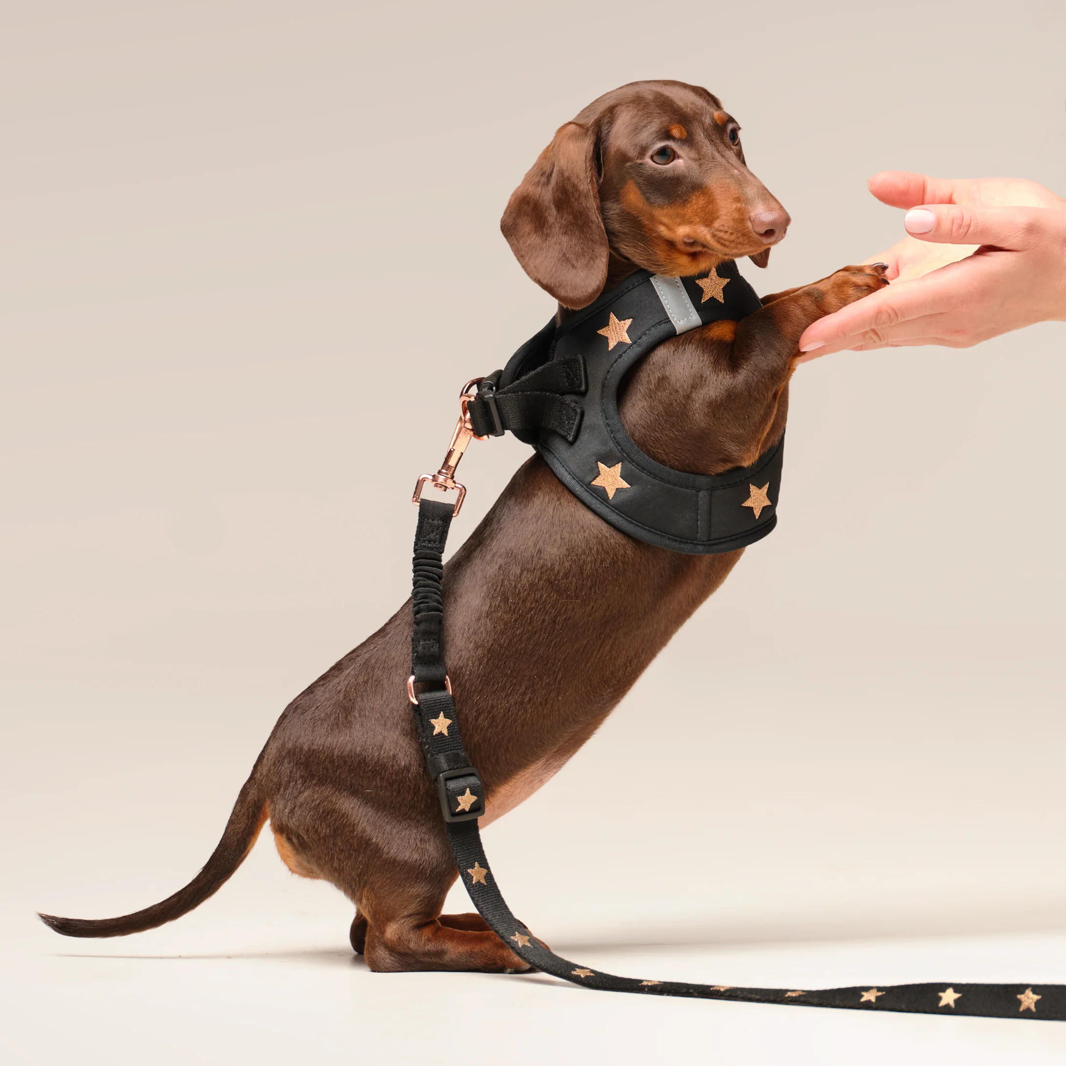 SoHo Dog Harness - Rockstar - Image 9