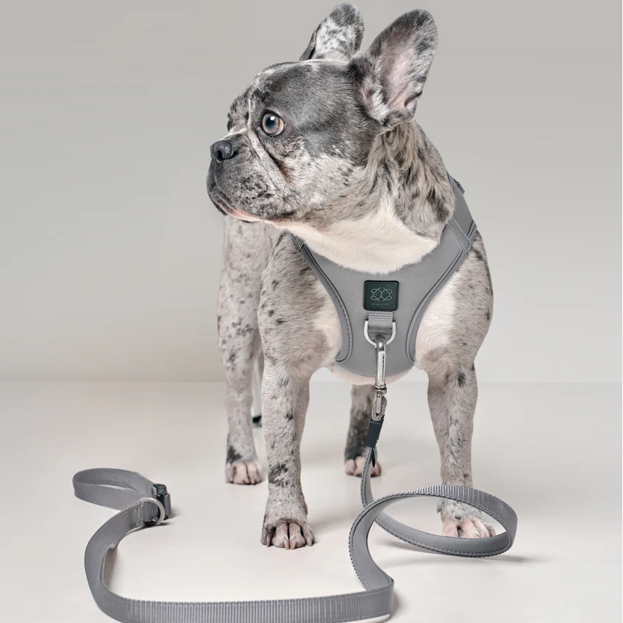 SoHo Dog Harness - Steel - Image 2
