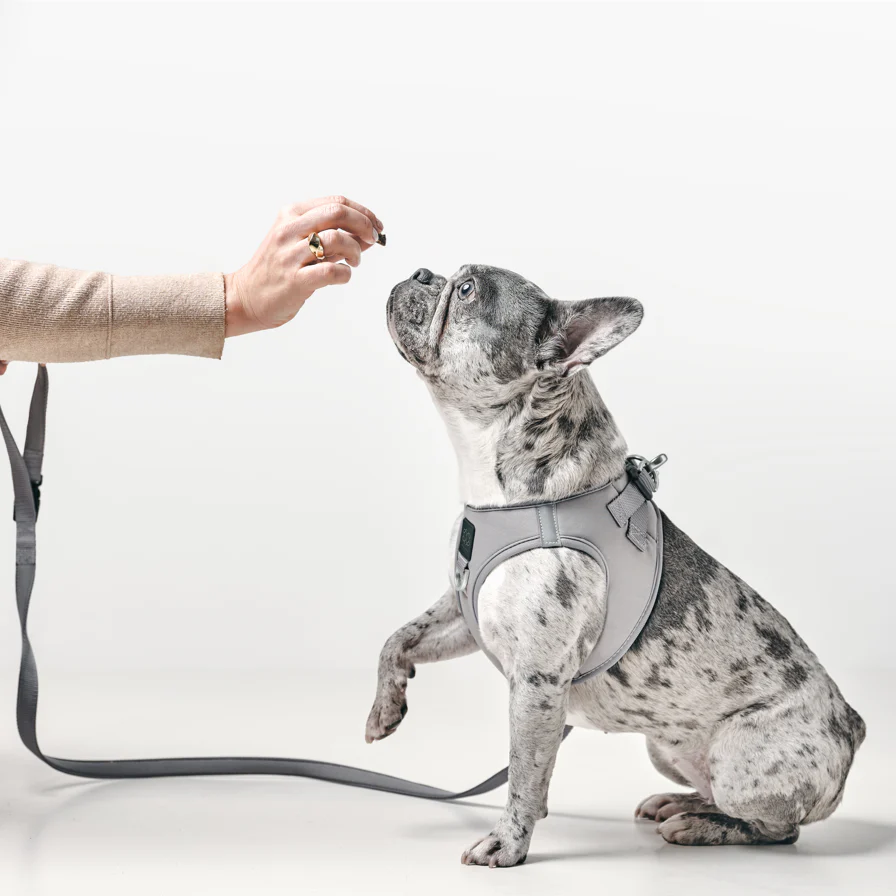 SoHo Dog Harness - Steel - Image 6