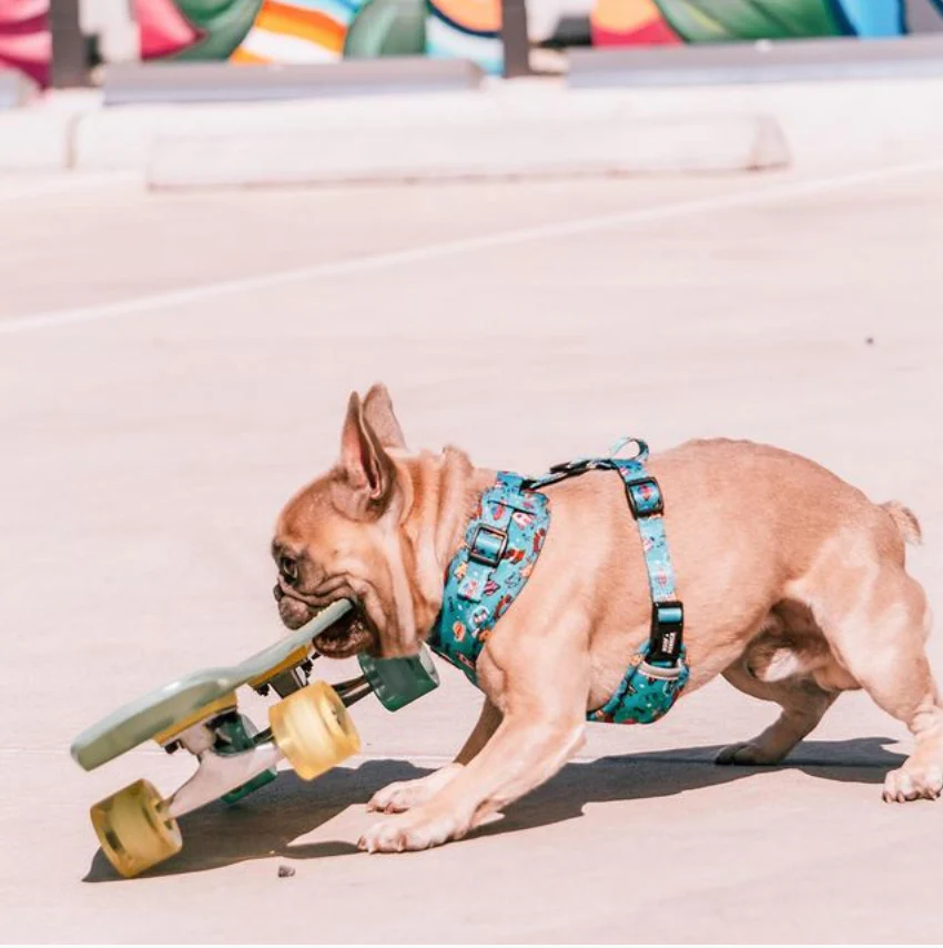 Space Dogs Adjustable Harness - Image 4