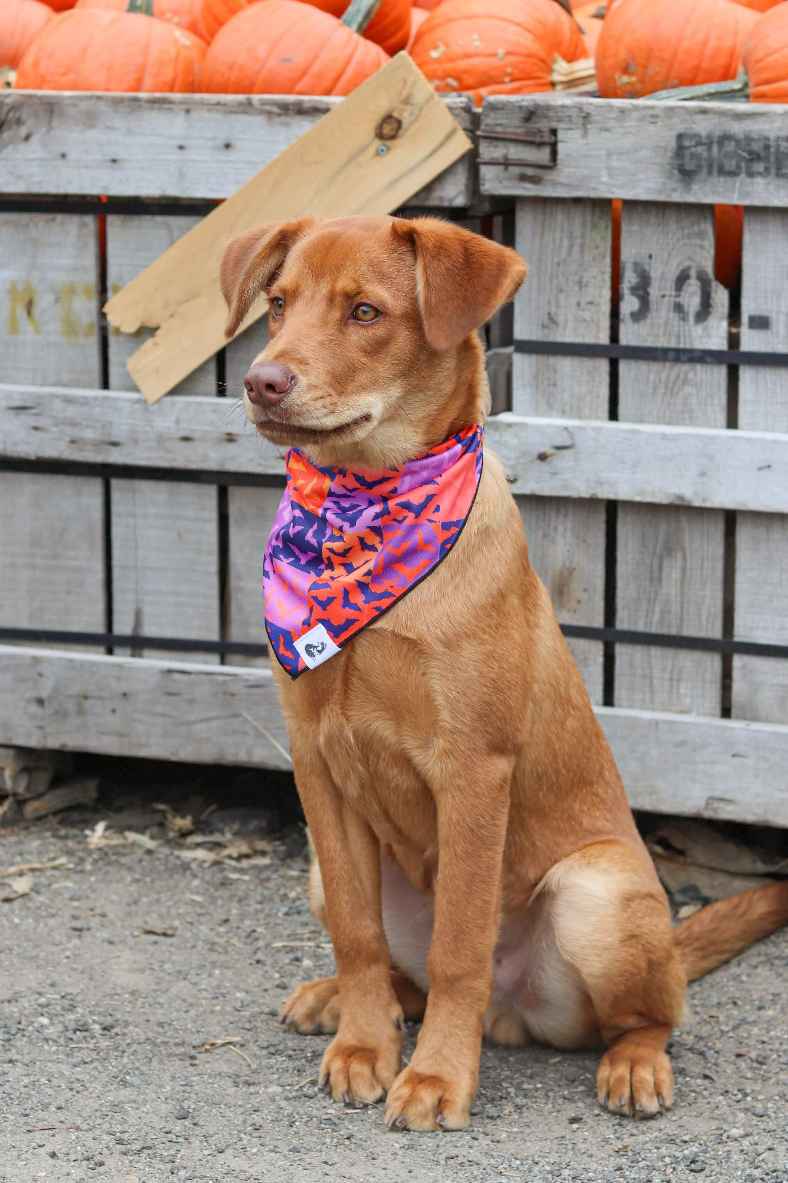 Spooky Bat Squares Dog Bandana - Image 3