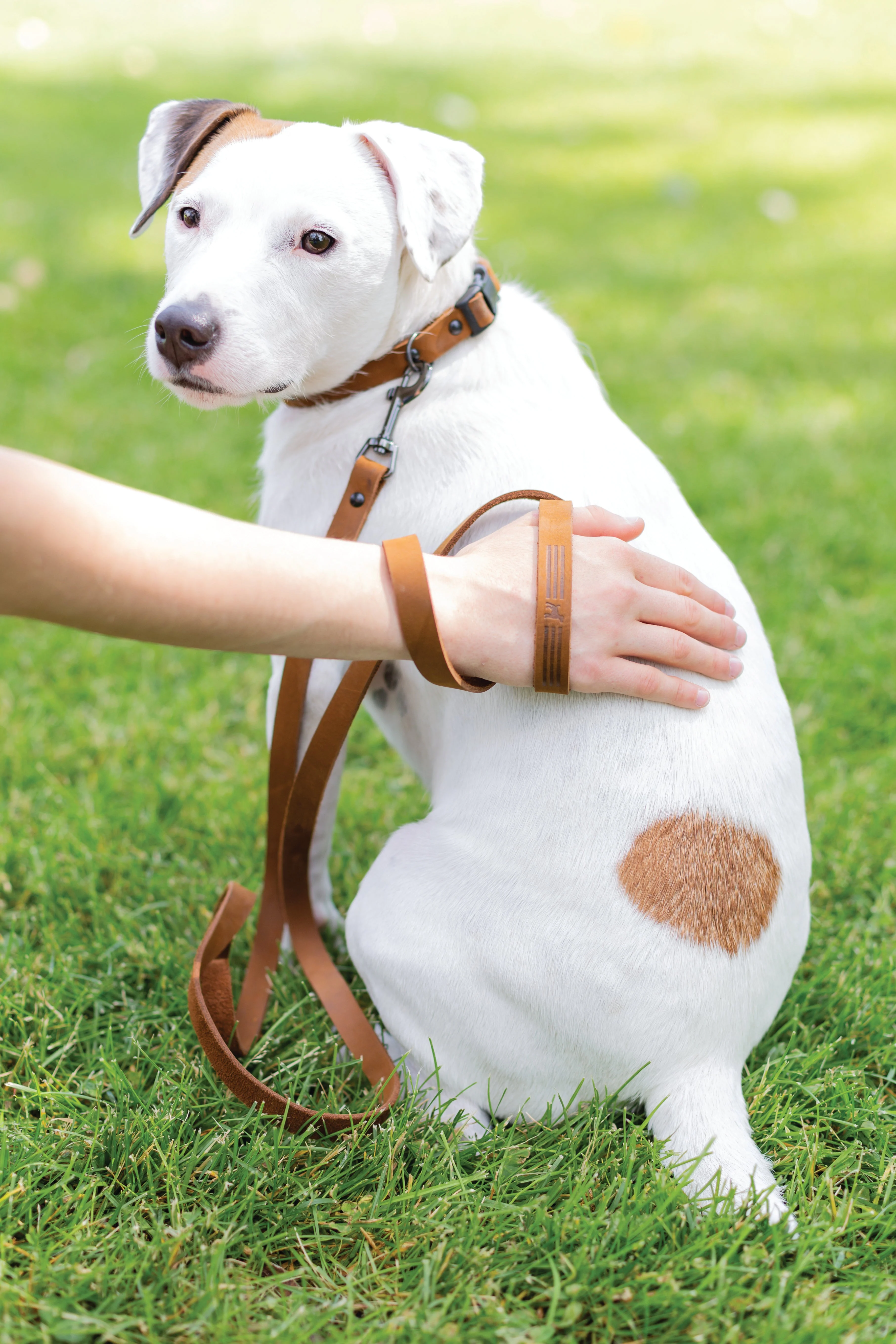 Sport Style Earth Brown Leather Dog Collar - Image 4