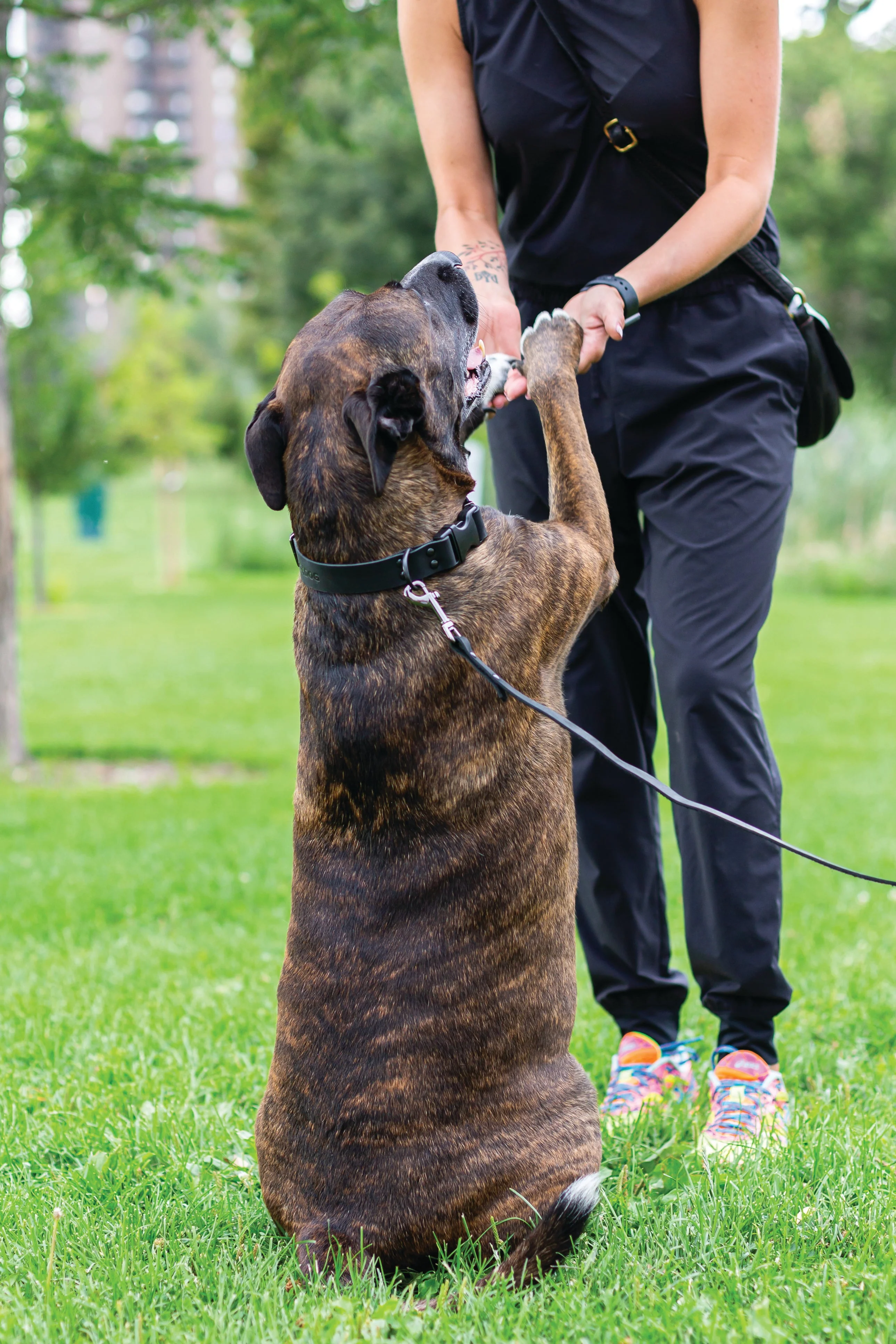 Sport Style Midnight Black Leather Dog Collar - Image 4