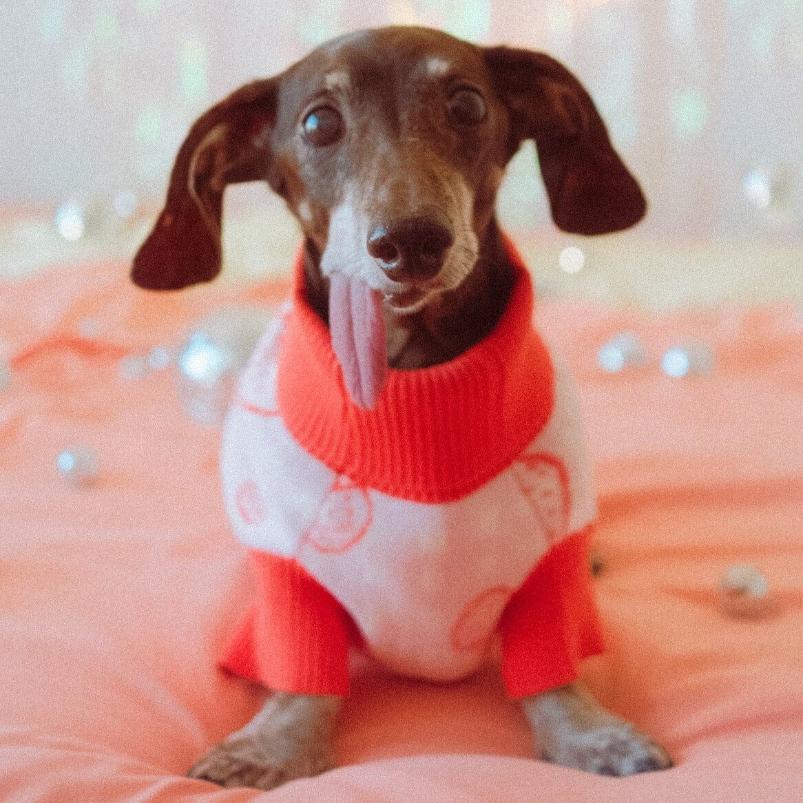 Strawberry Knitted Dog Sweater - Image 7
