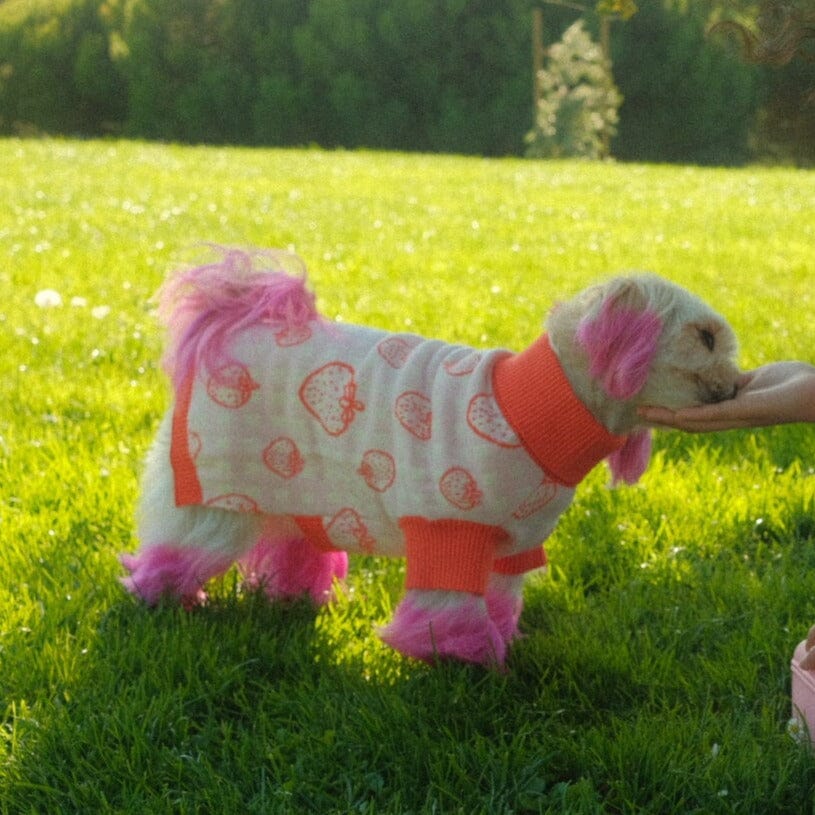 Strawberry Knitted Dog Sweater - Image 8