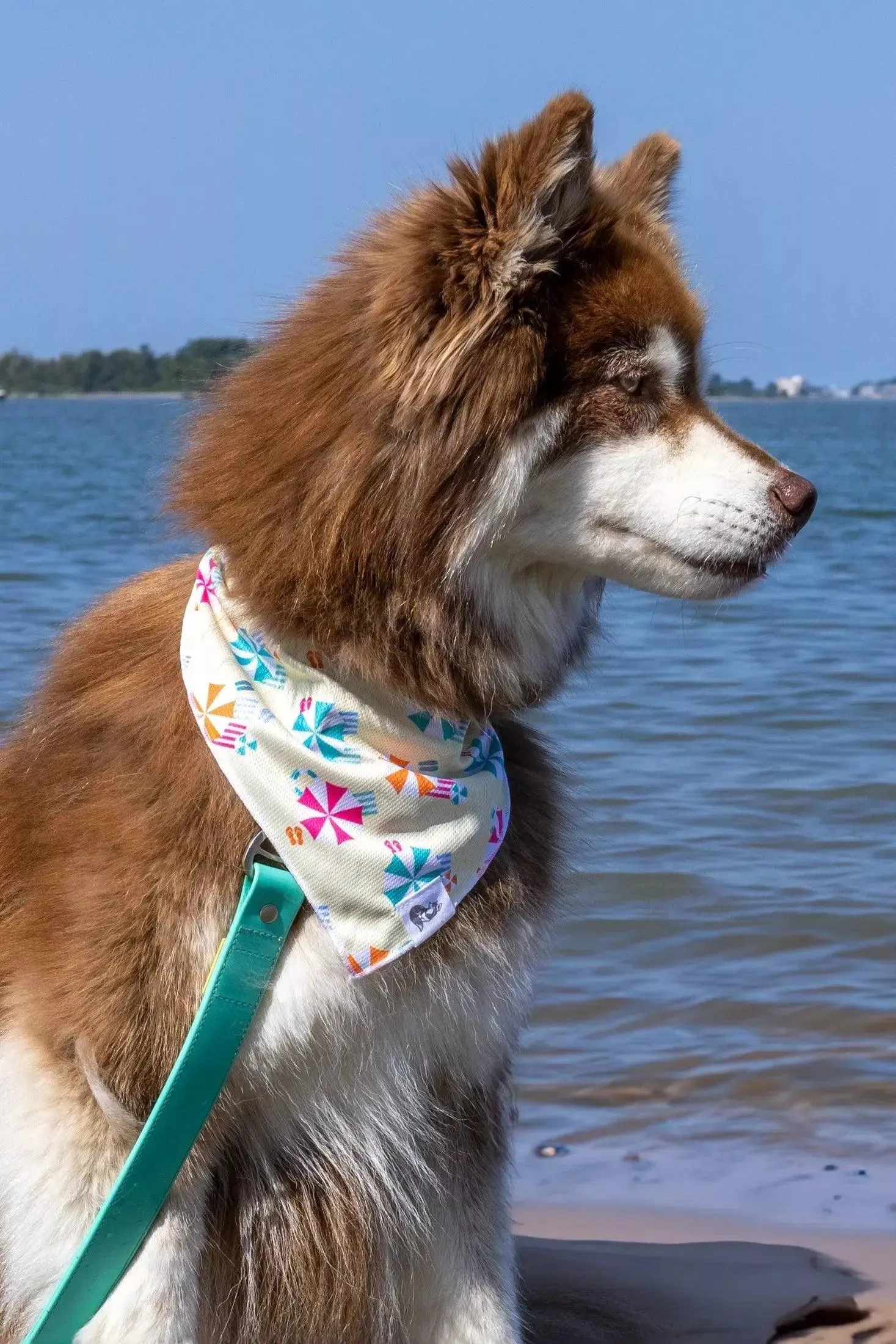 Sun & Shade Dog Bandana & Matching Keychain - Image 3