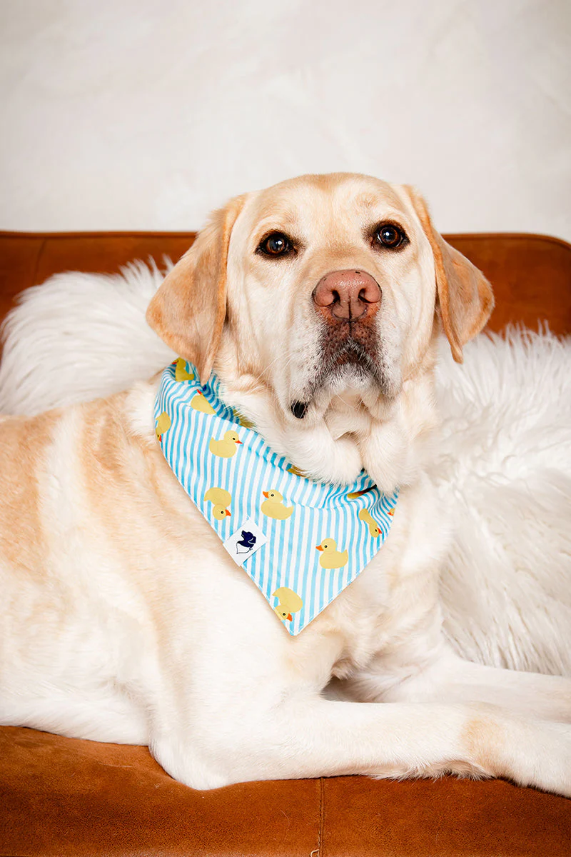 Sunny Side Dog Bandana - Image 4