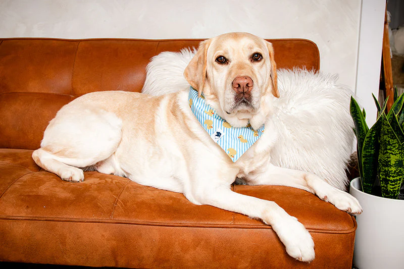 Sunny Side Dog Bandana - Image 5