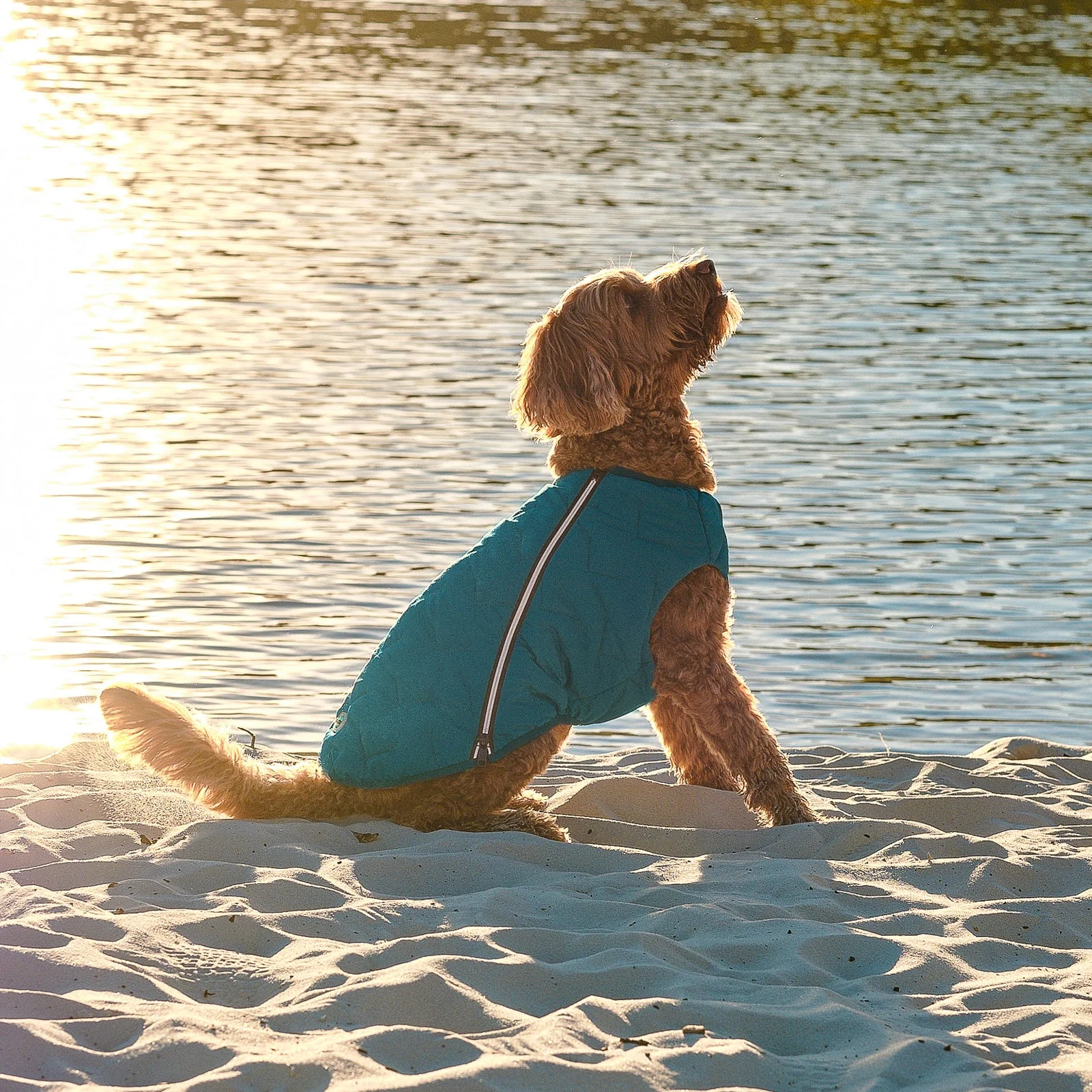 Sustainable Eco-Friendly Dog Jacket / Vest - Made in Ukraine - Image 10