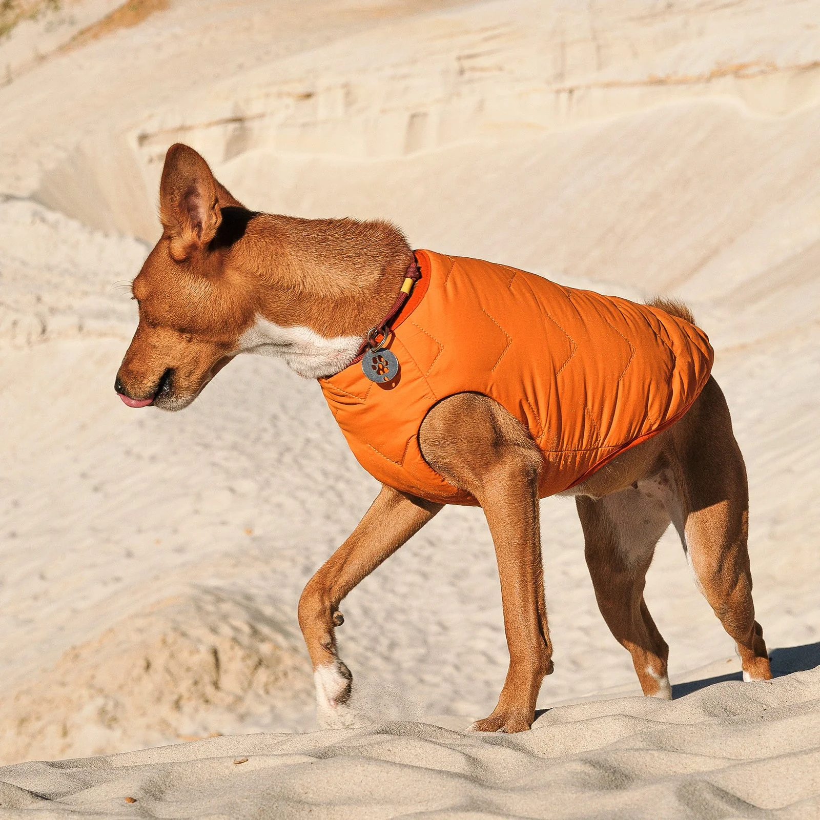 Sustainable Eco-Friendly Dog Jacket / Vest - Made in Ukraine - Image 13