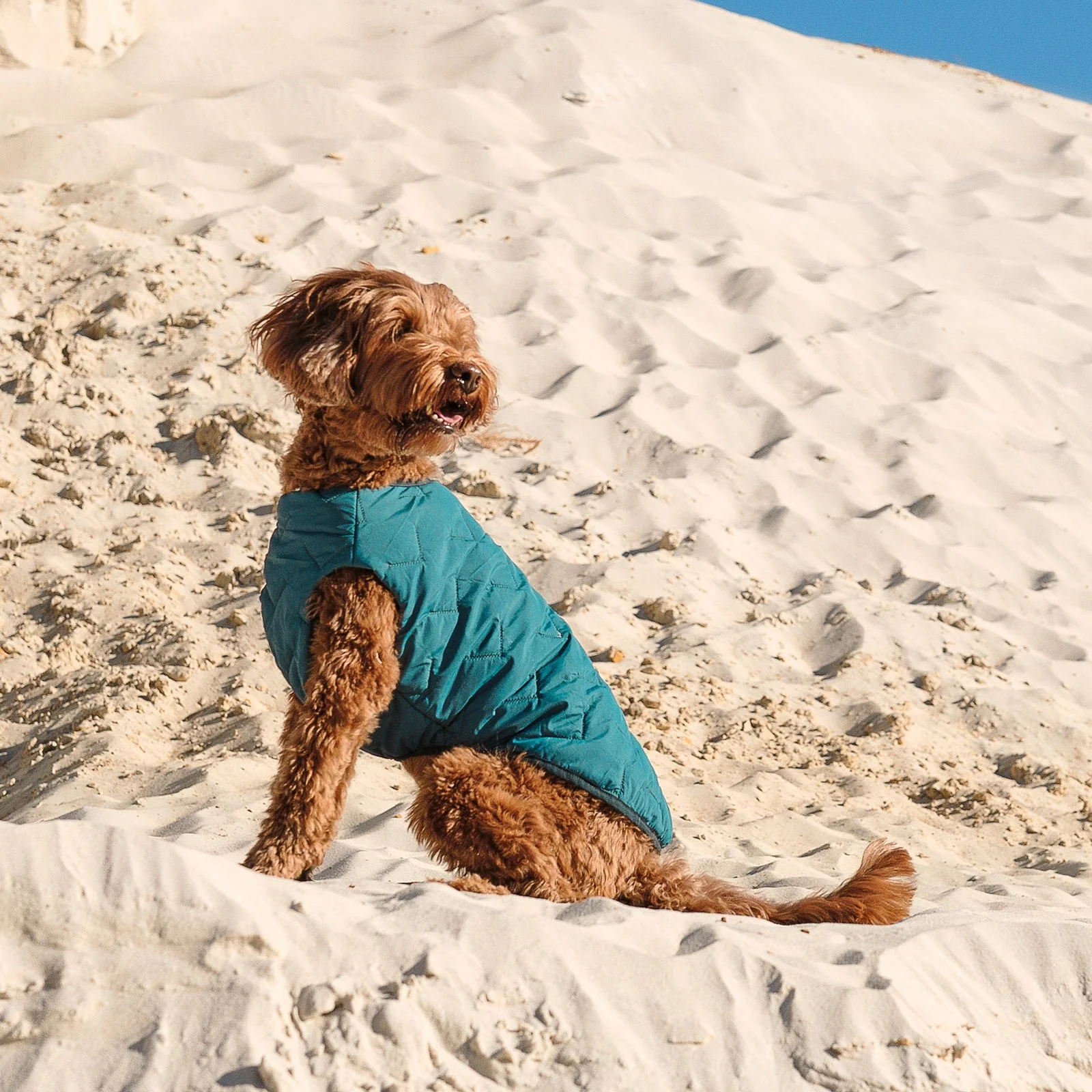 Sustainable Eco-Friendly Dog Jacket / Vest - Made in Ukraine - Image 8